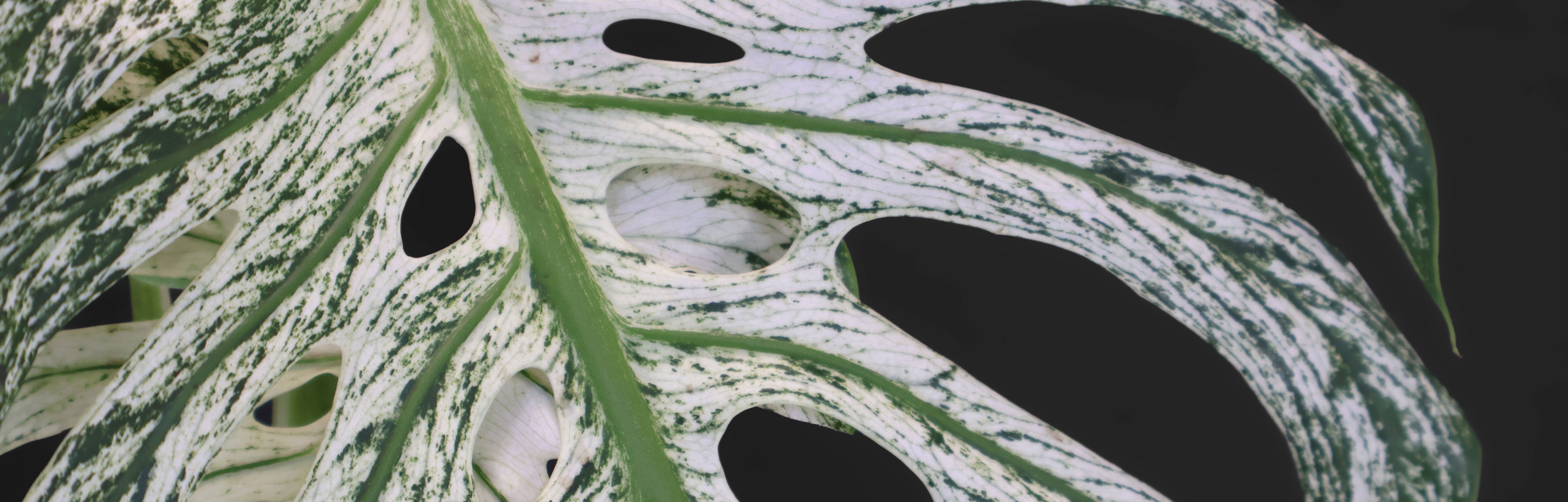 Monstera Devil Monster Care – Curious Plant Killer