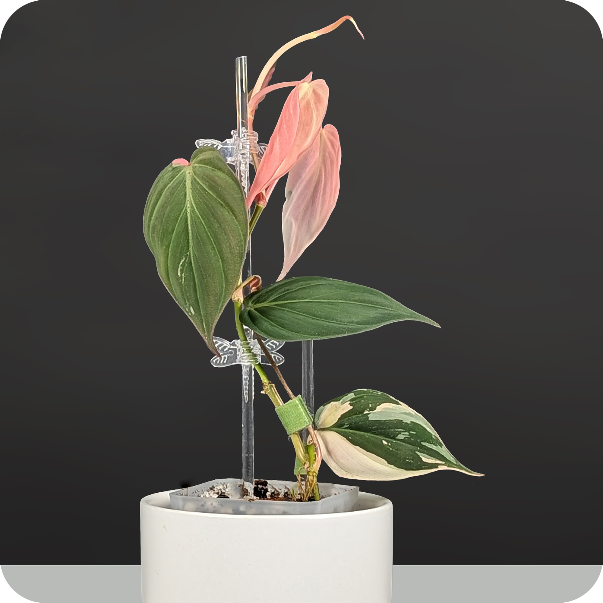 その他観葉植物 philodendron micans pink variegata Variegated Philodendron Micans Care – Curious Plant Killer