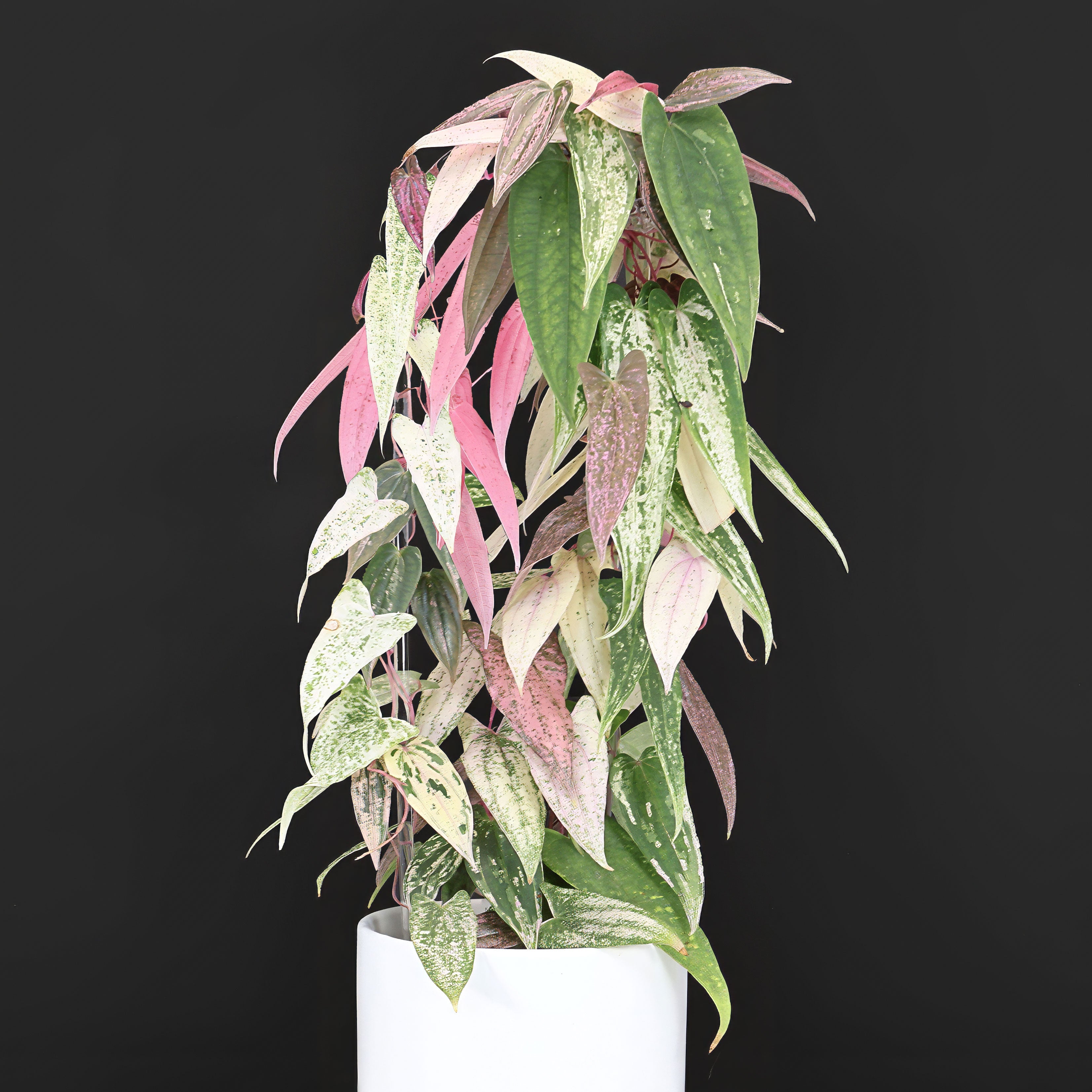 Dioscorea – Curious Plant Killer