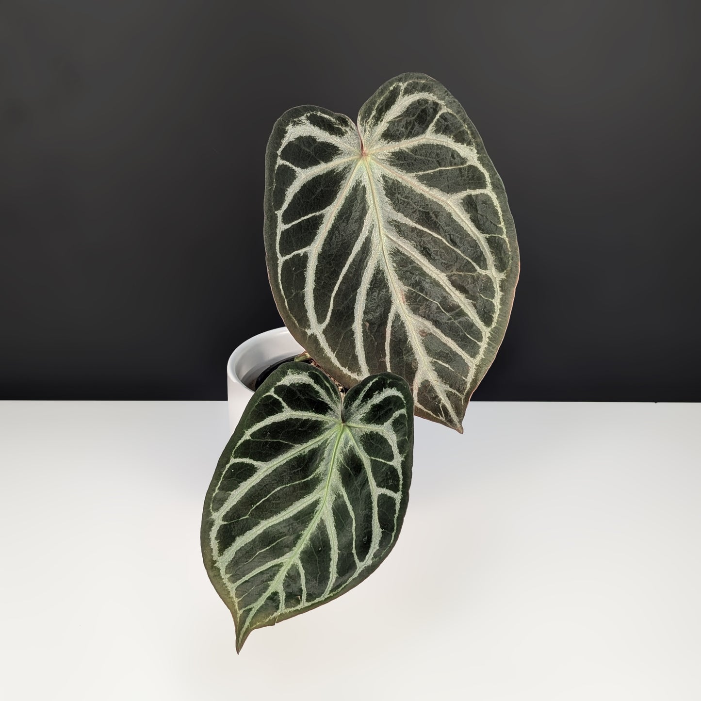 Anthurium Dorayaki Silver Mutation