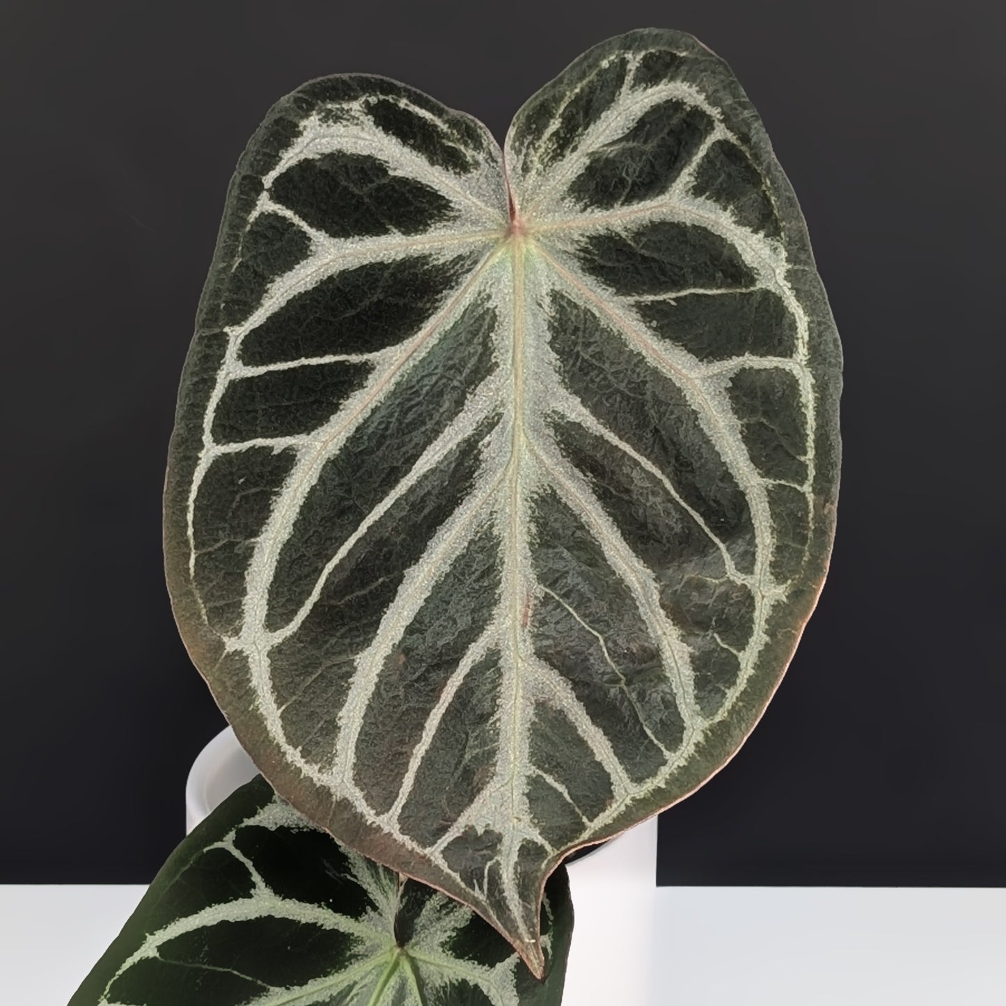Anthurium Dorayaki Silver Mutation