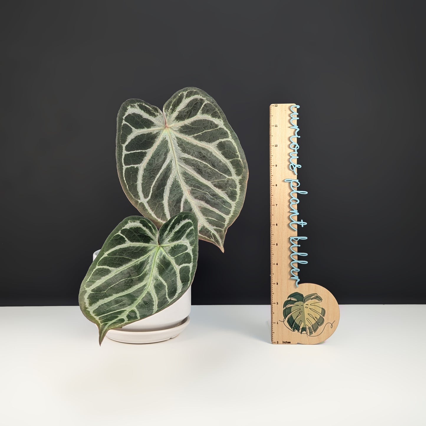 Anthurium Dorayaki Silver Mutation