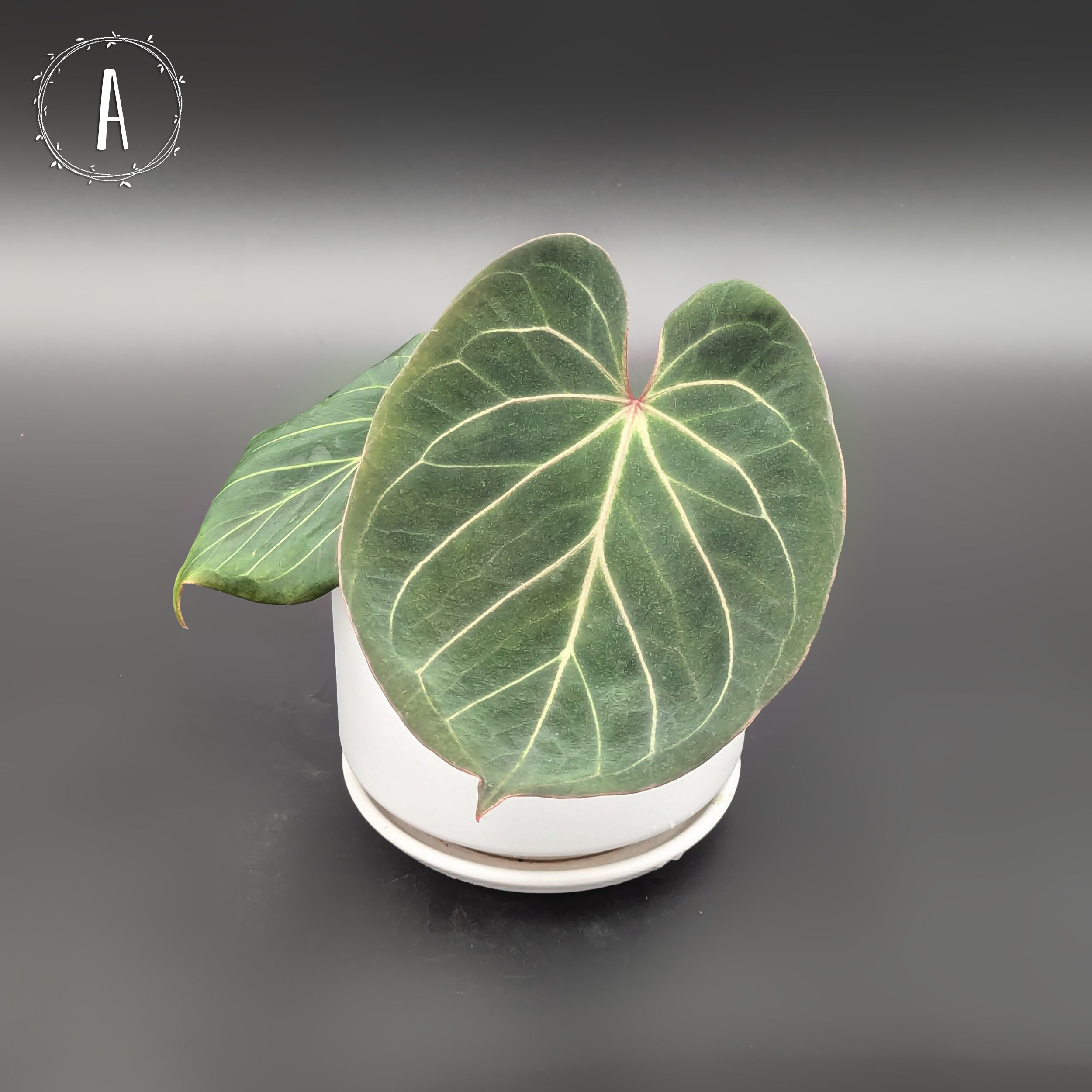 anthurium hu Anthurium King of Spades HU