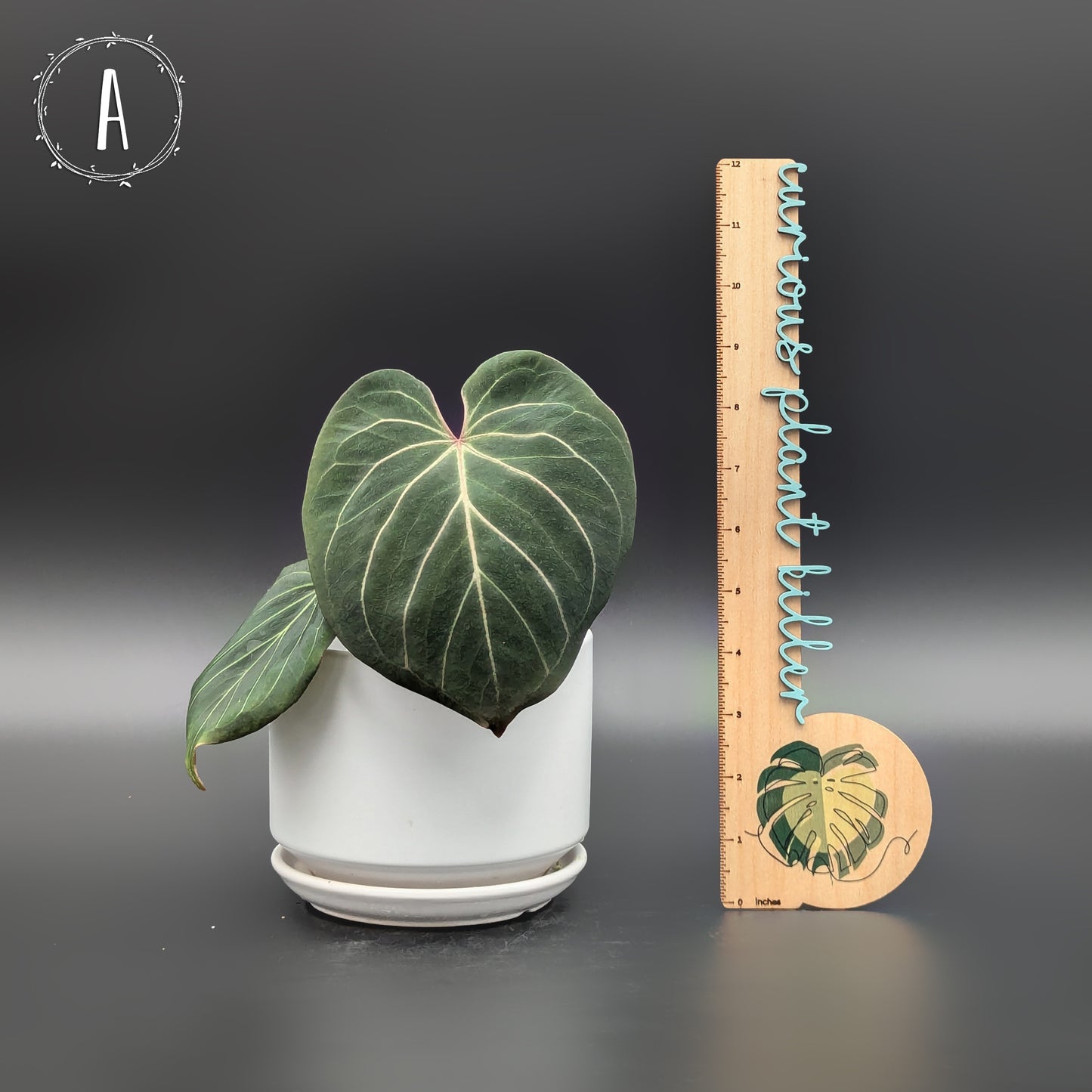 Anturio Rey de Picas HU