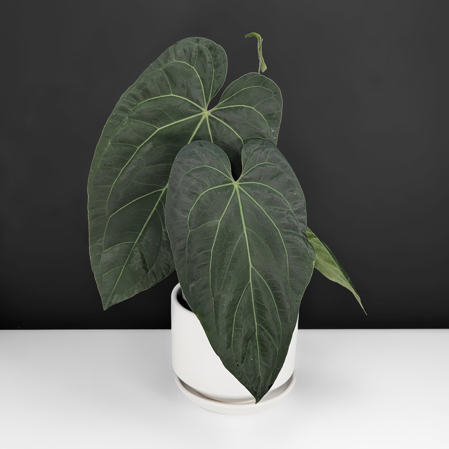 Anthurium Papillilaminum