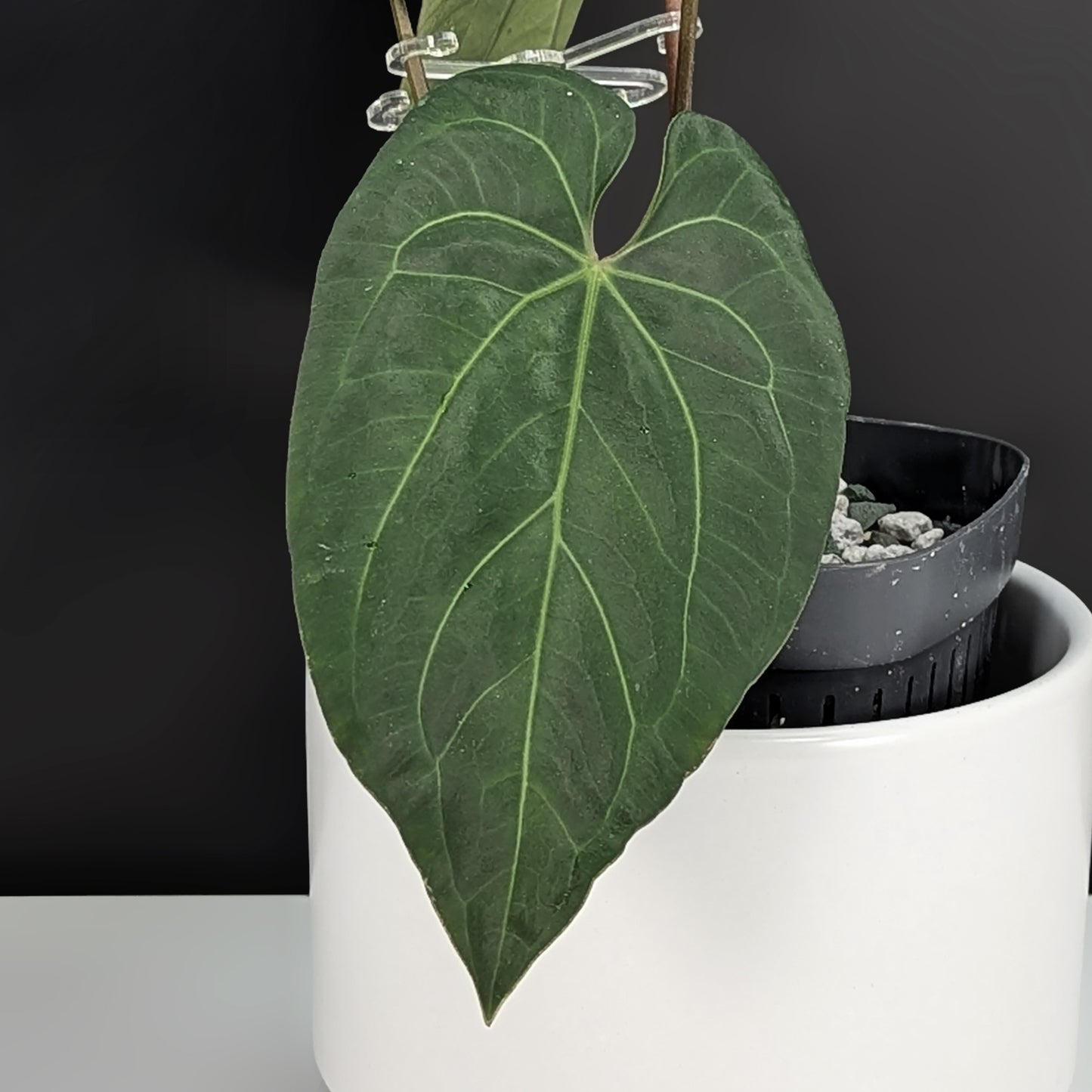 Anthurium Papillilaminum