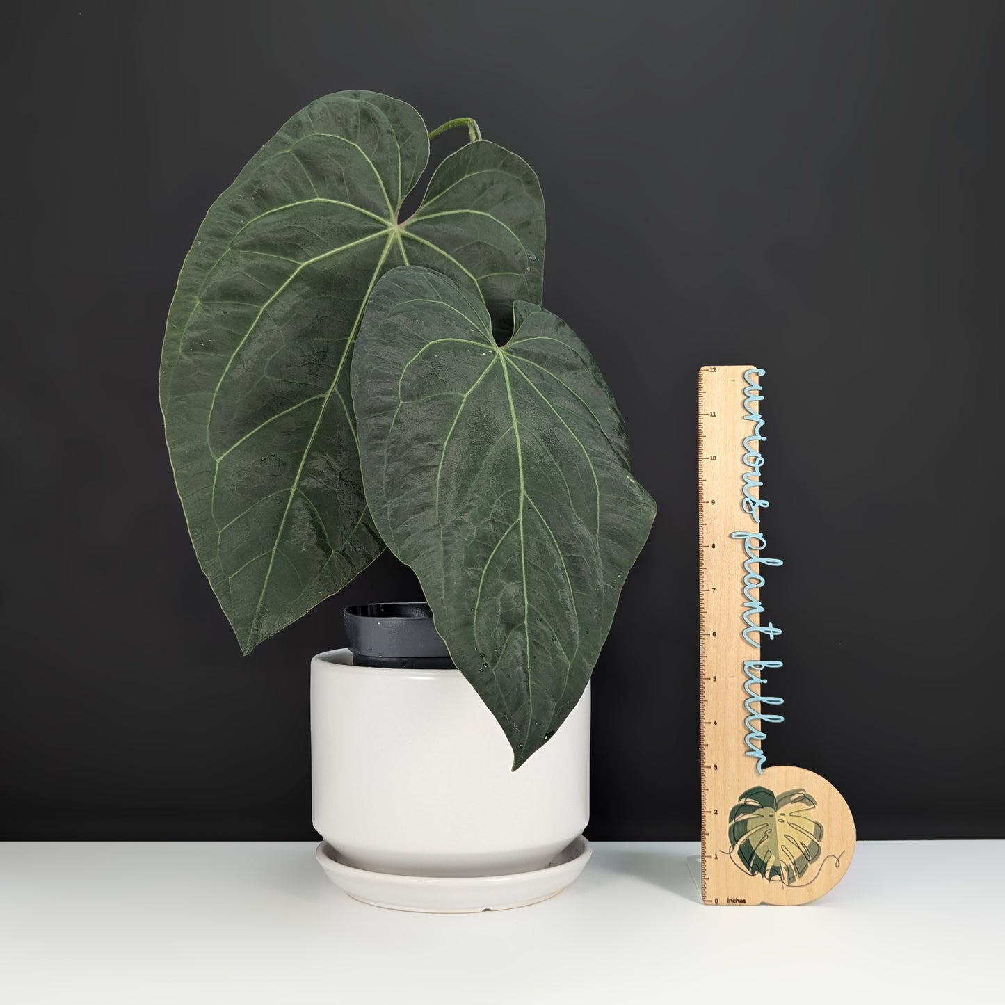 Anthurium Papillilaminum