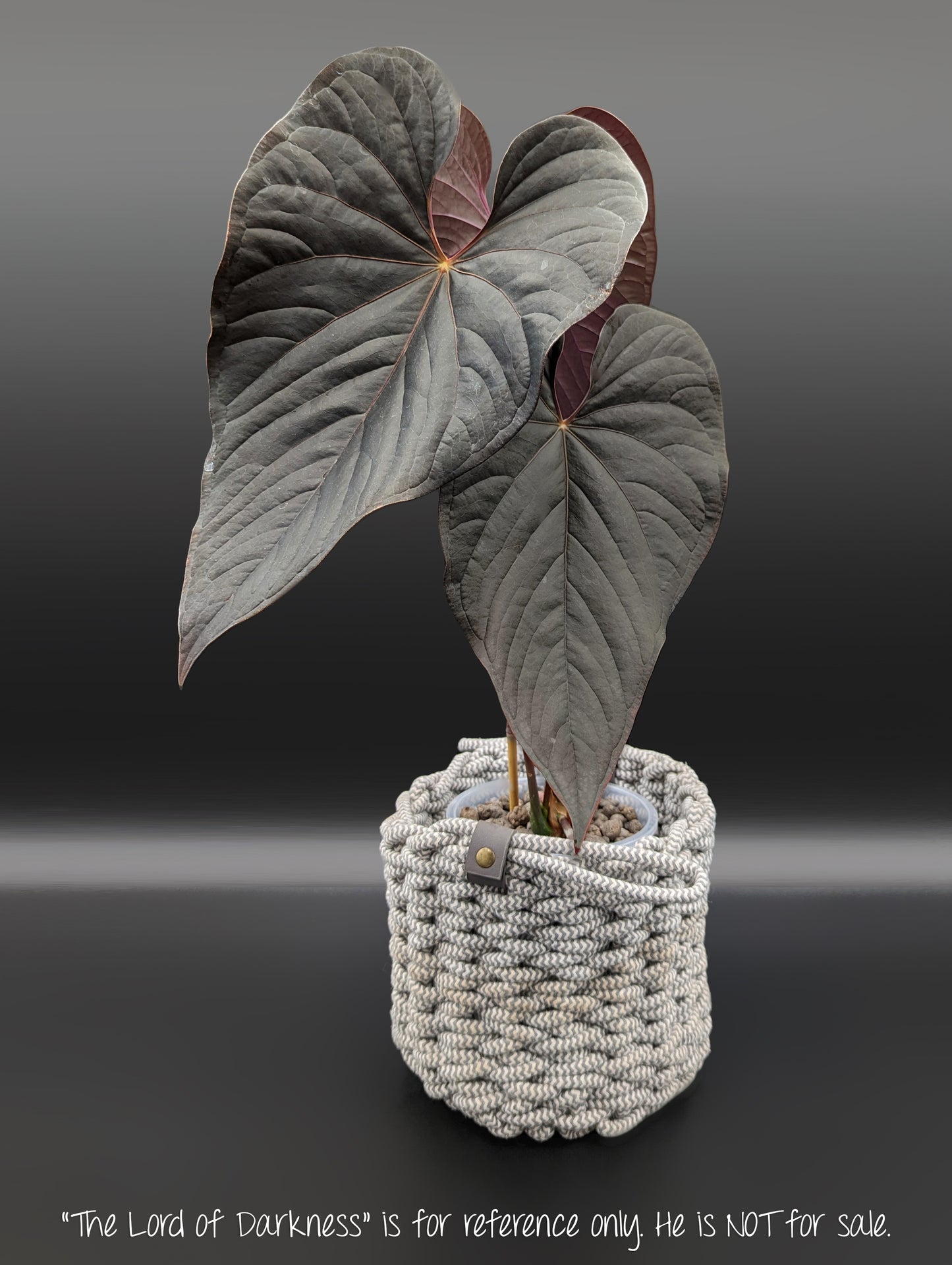 Anthurium Mysterious Dark Boi