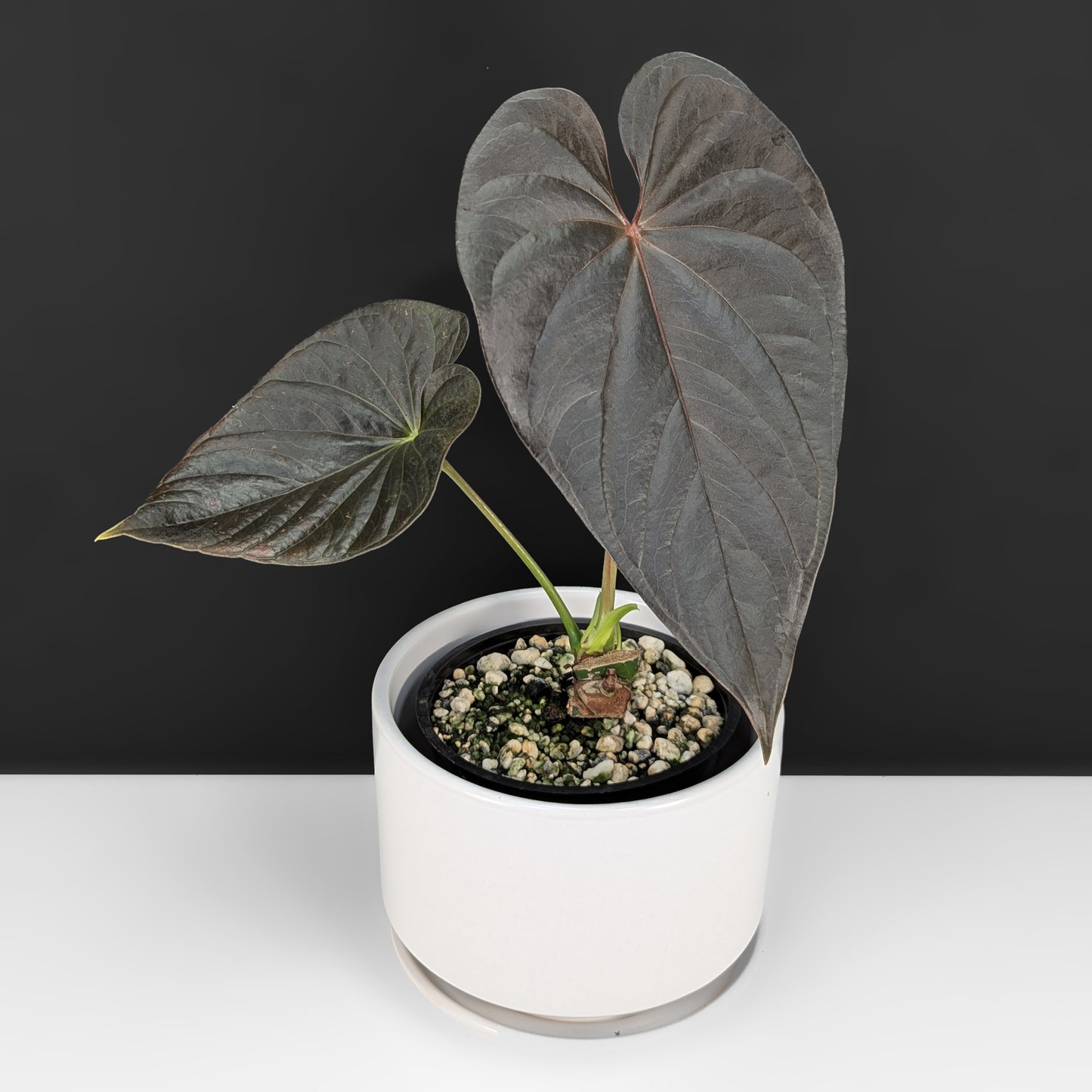 Anthurium Mysterious Dark Boi