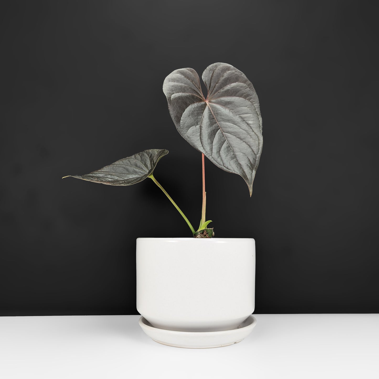 Anthurium Mysterious Dark Boi