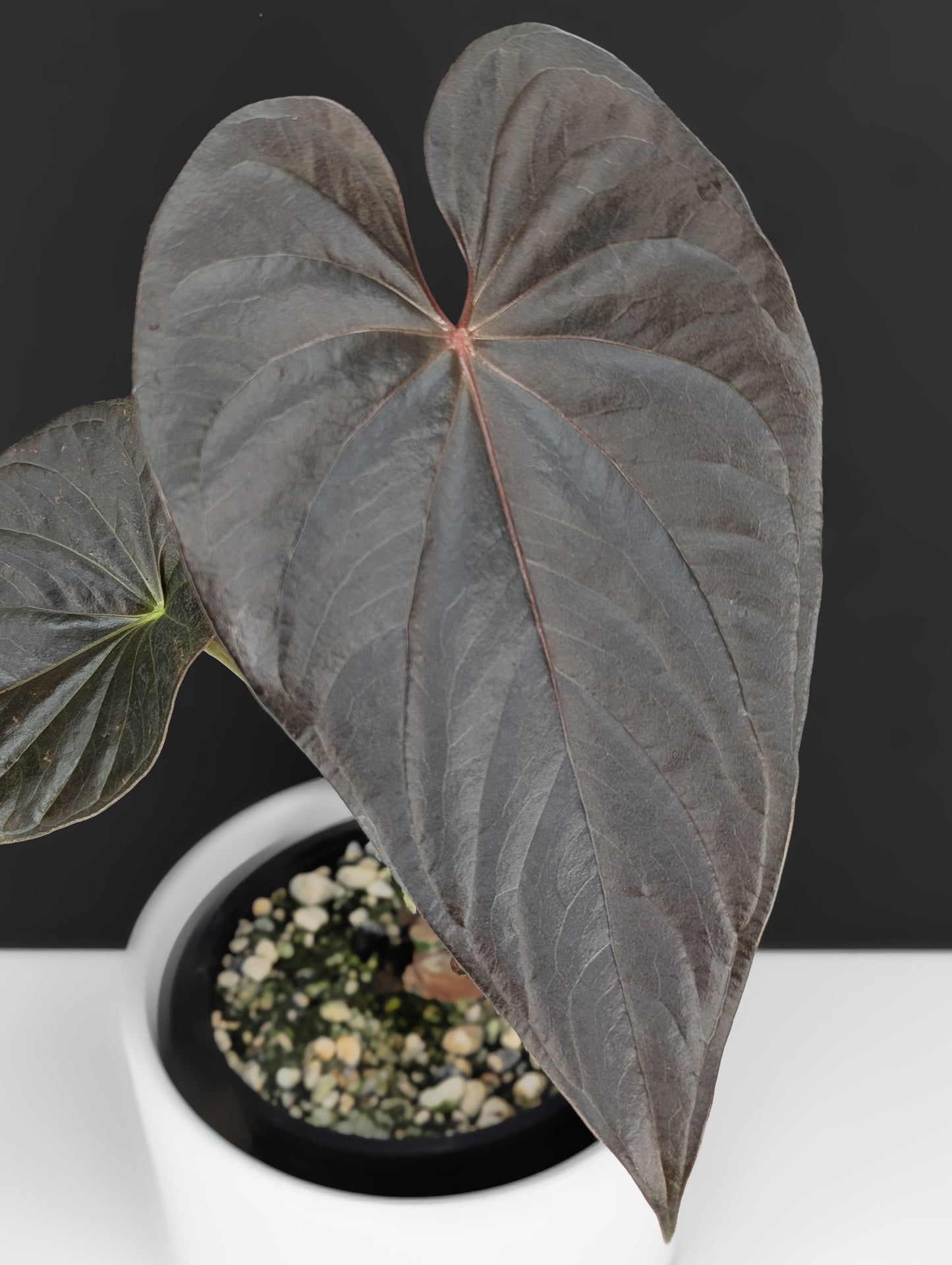Anthurium Mysterious Dark Boi