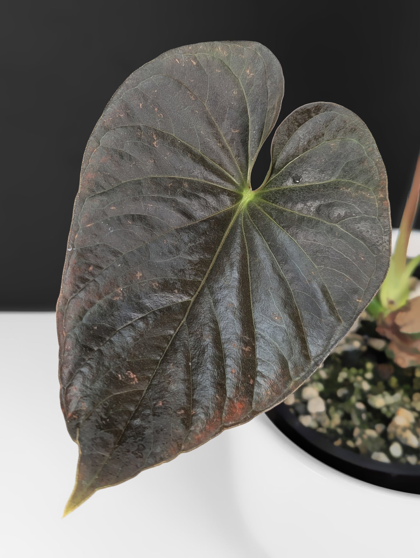 Anthurium Mysterious Dark Boi