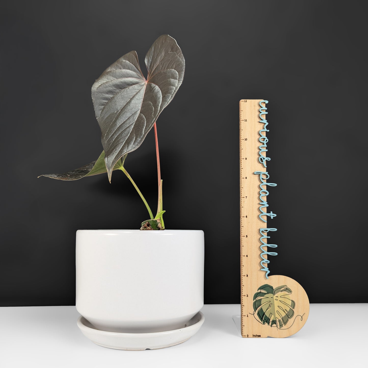 Anthurium Mysterious Dark Boi