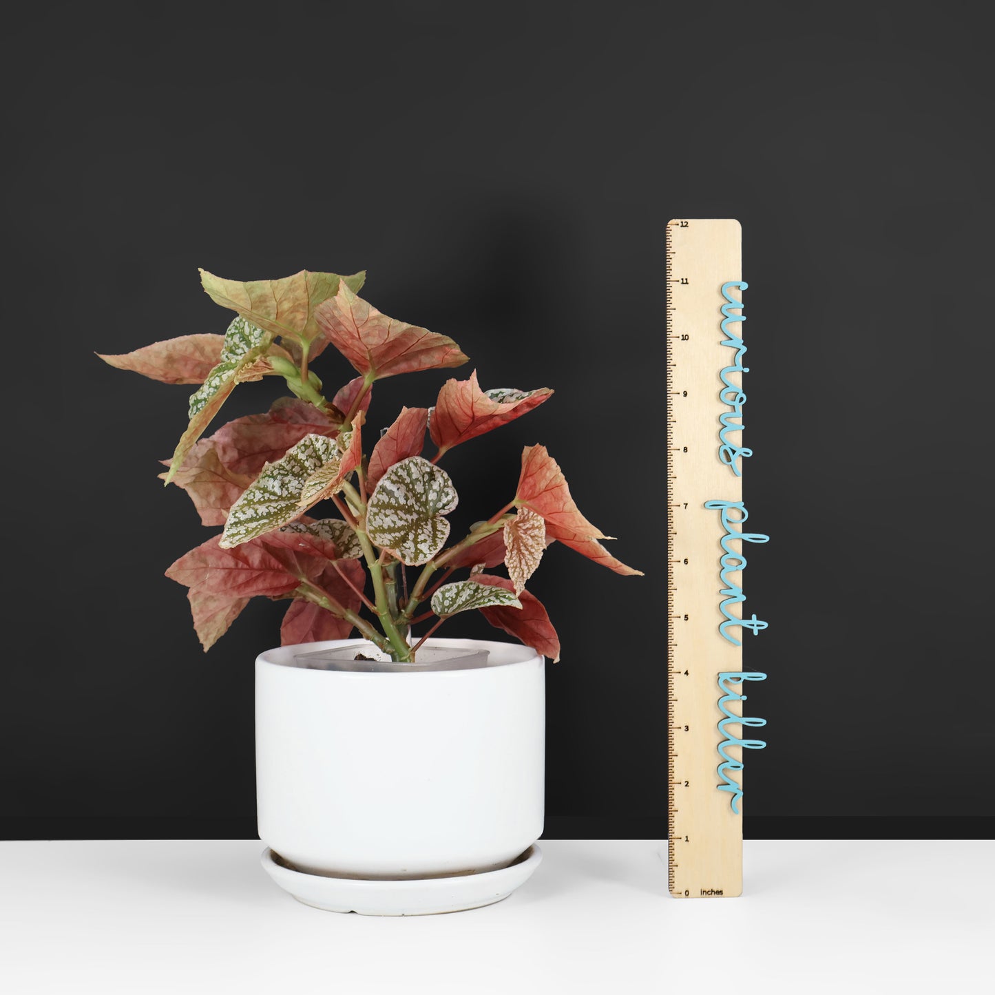 Begonia Snow Capped Variegated