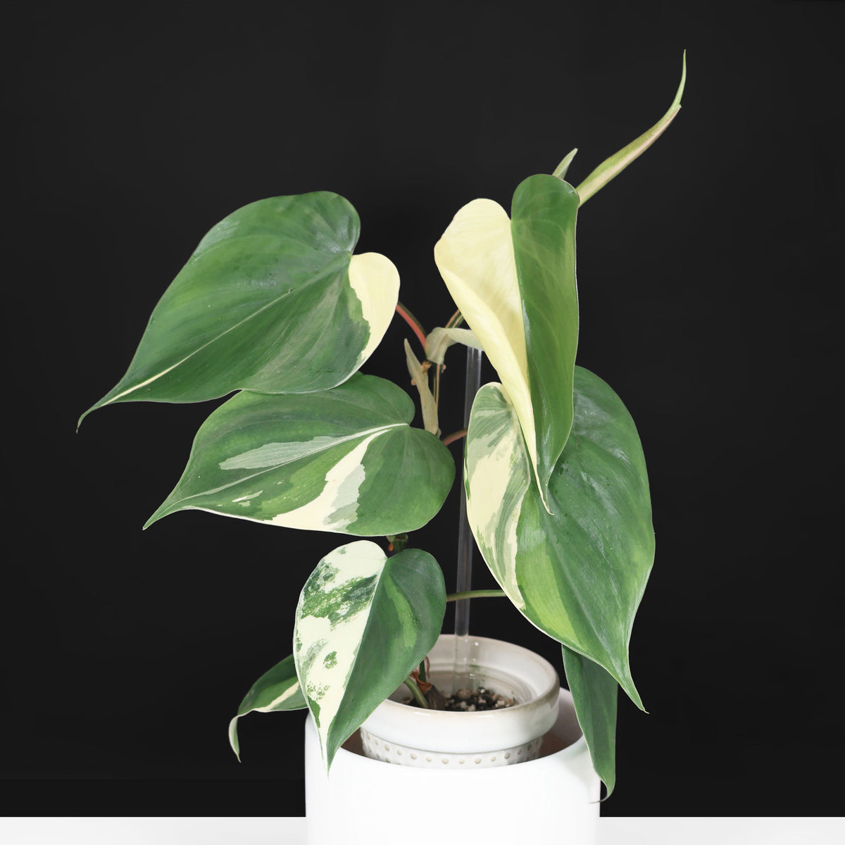 Philodendron Heartleaf Albo Variegated