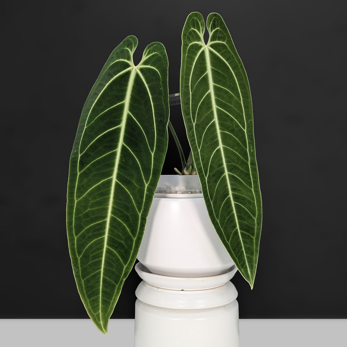 Anthurium Warocqueanum