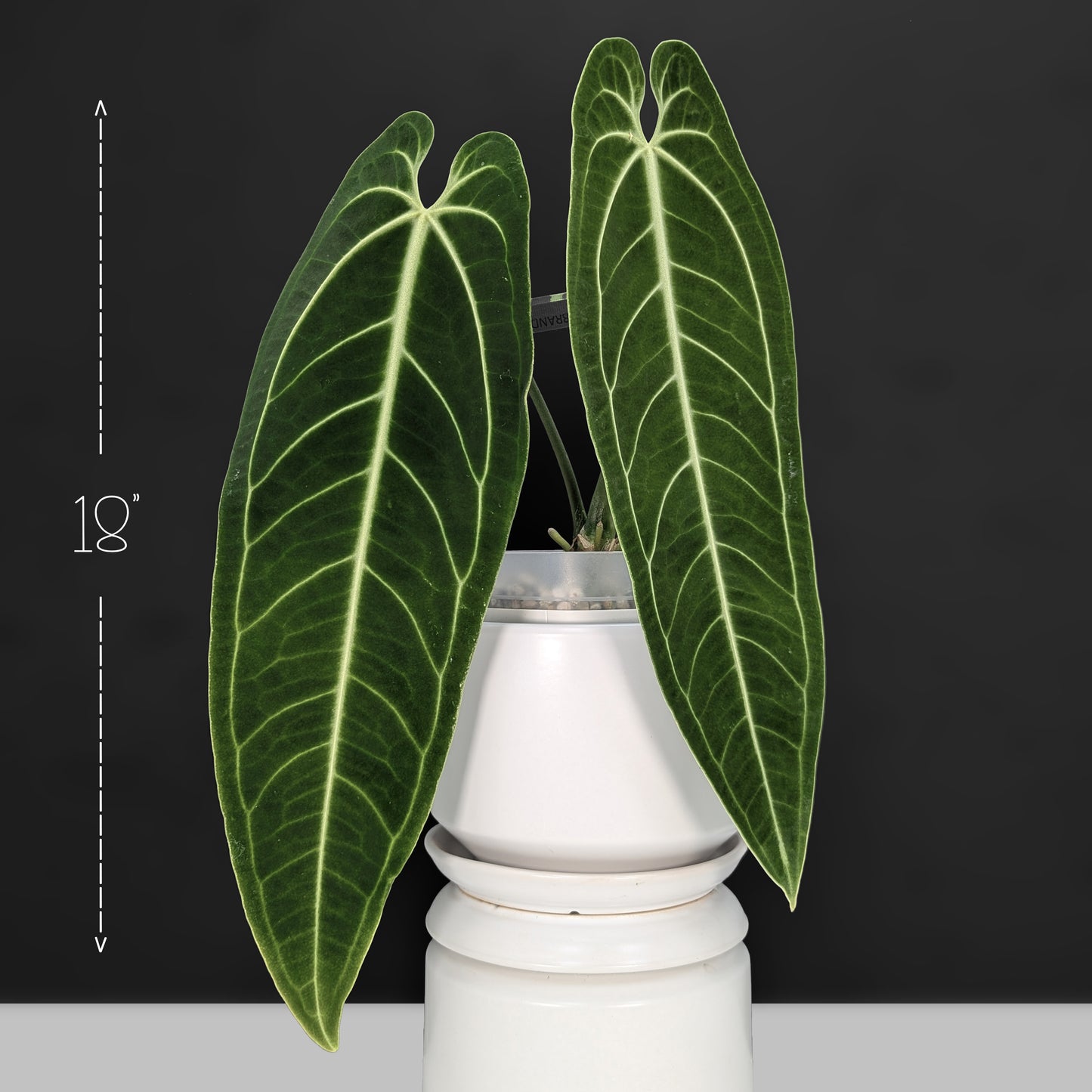 Anthurium Warocqueanum