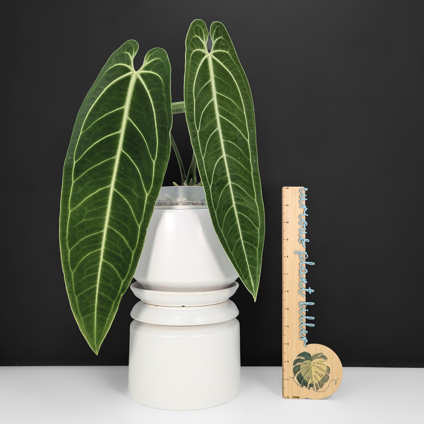 Anthurium Warocqueanum