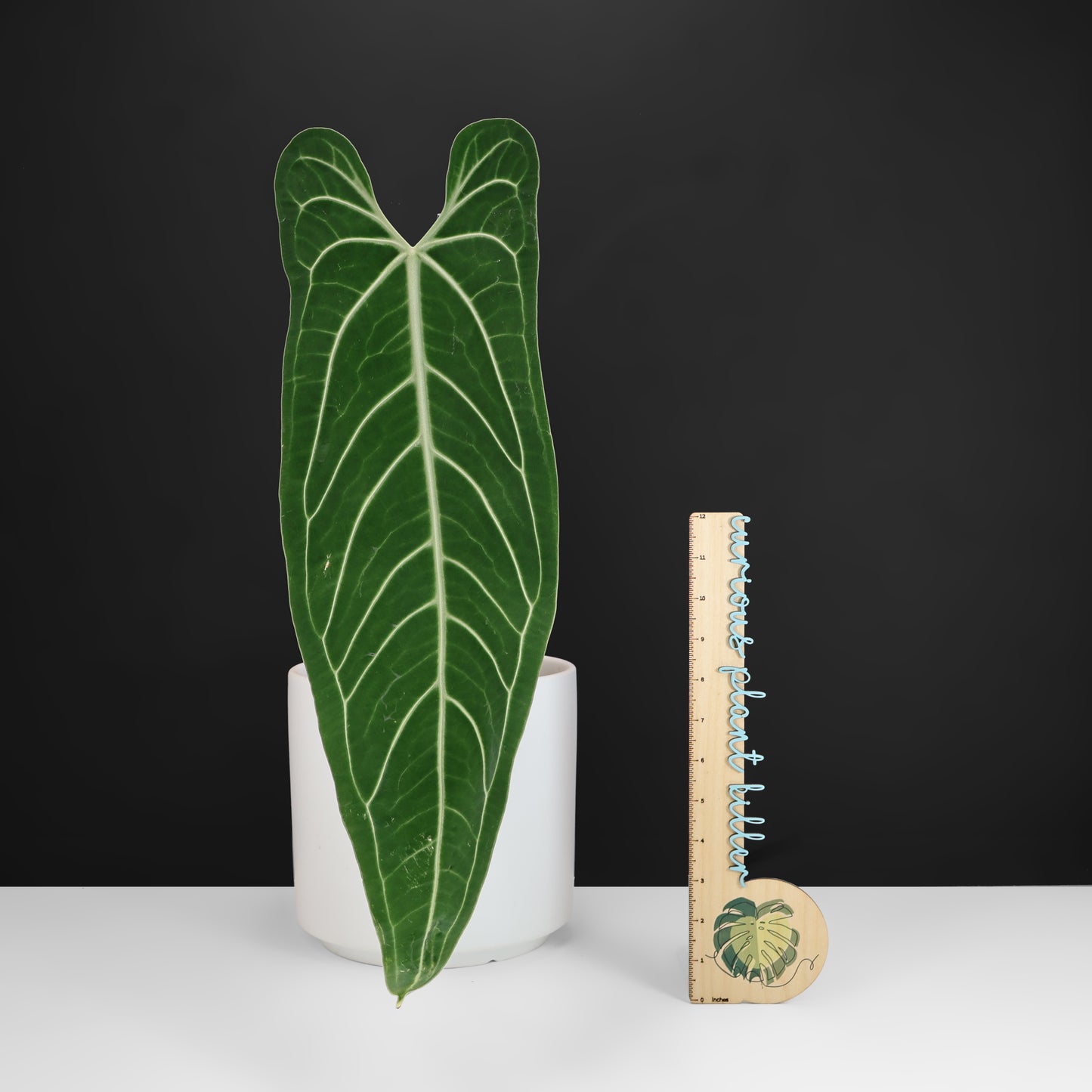 Anthurium Warocqueanum