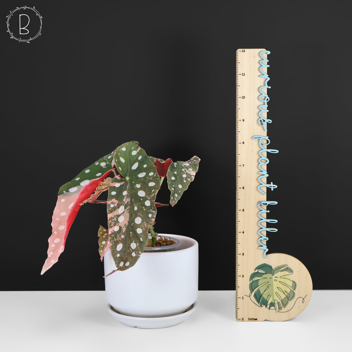 Begonia Maculata Abigarrada