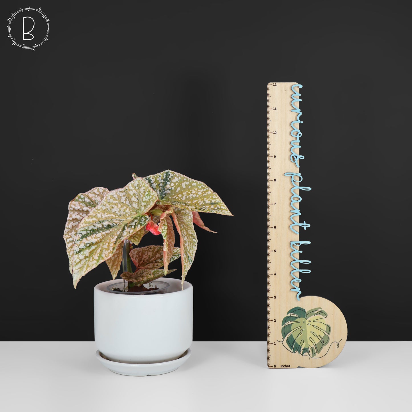 Begonia abigarrada con corona de nieve