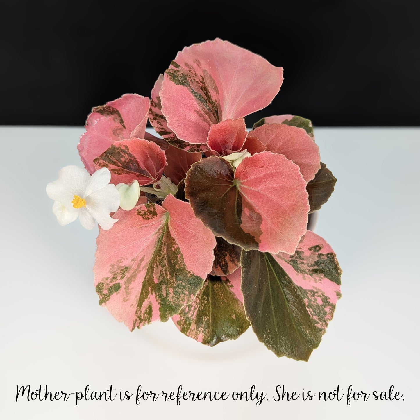 Begonia Semperflorens Sp. Rosa