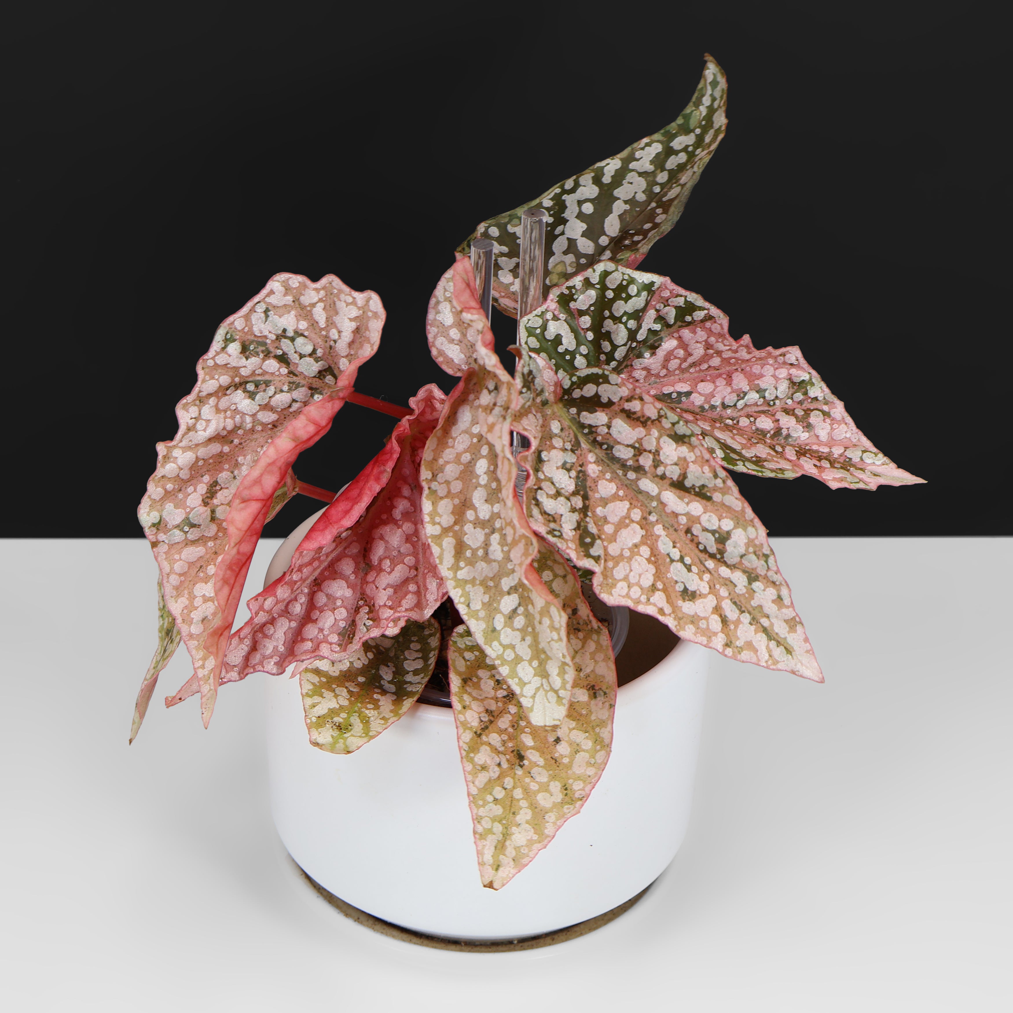 Begonia Snow Capped Variegated – Curious Plant Killer