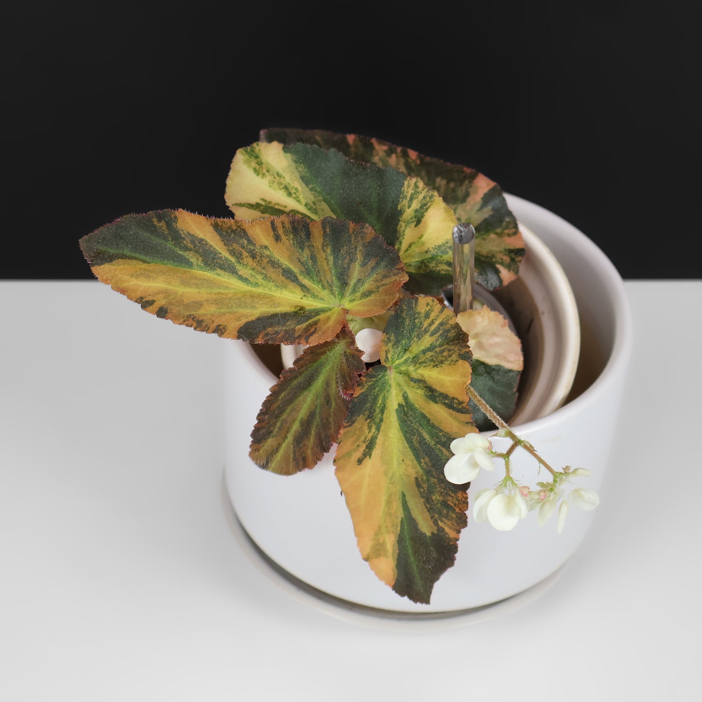 Begonia Withlacoochee Variegated