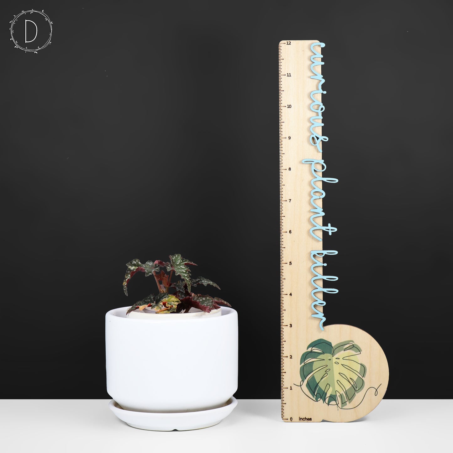 Begonia Izumo no Kiraboshi Abigarrada