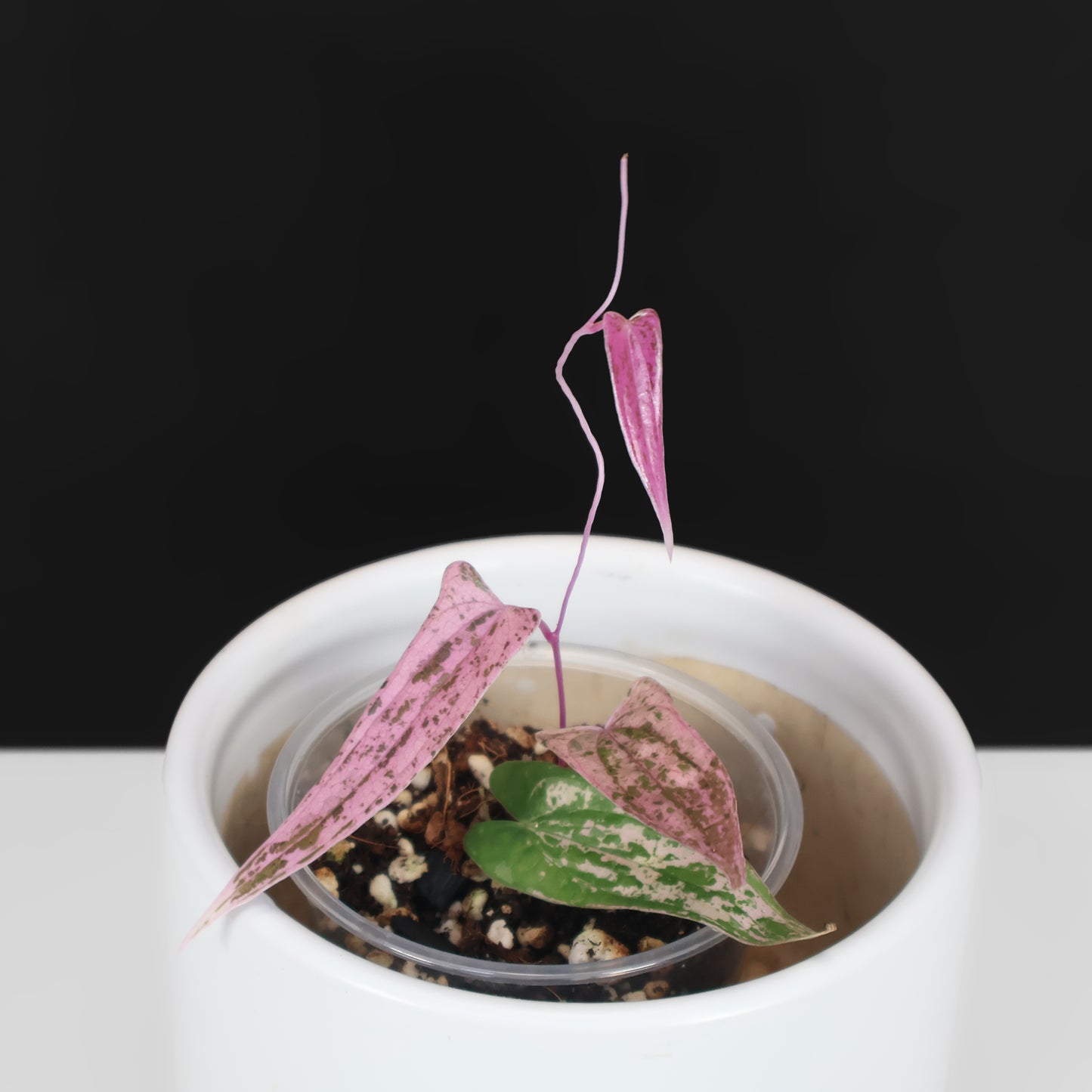 Dioscorea sp. Pixel