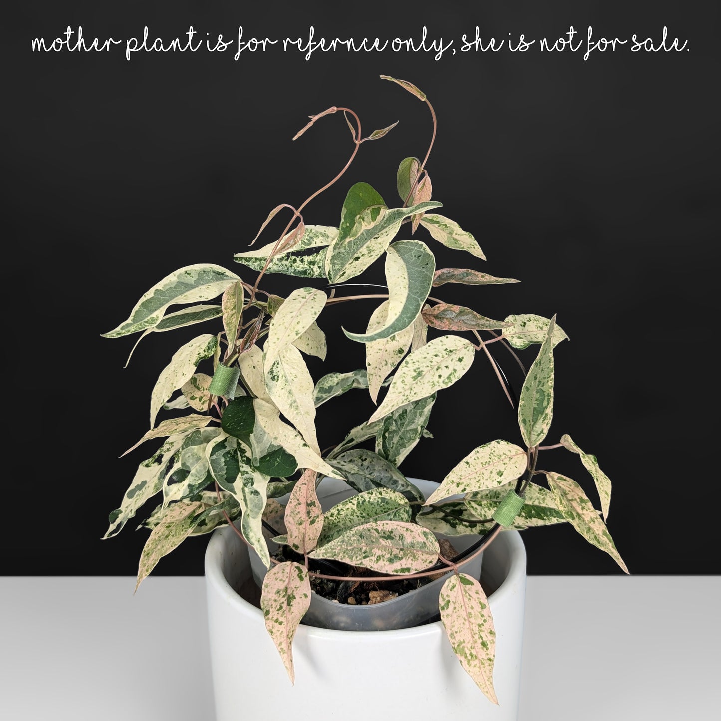 Dregea Sinensis Variegated