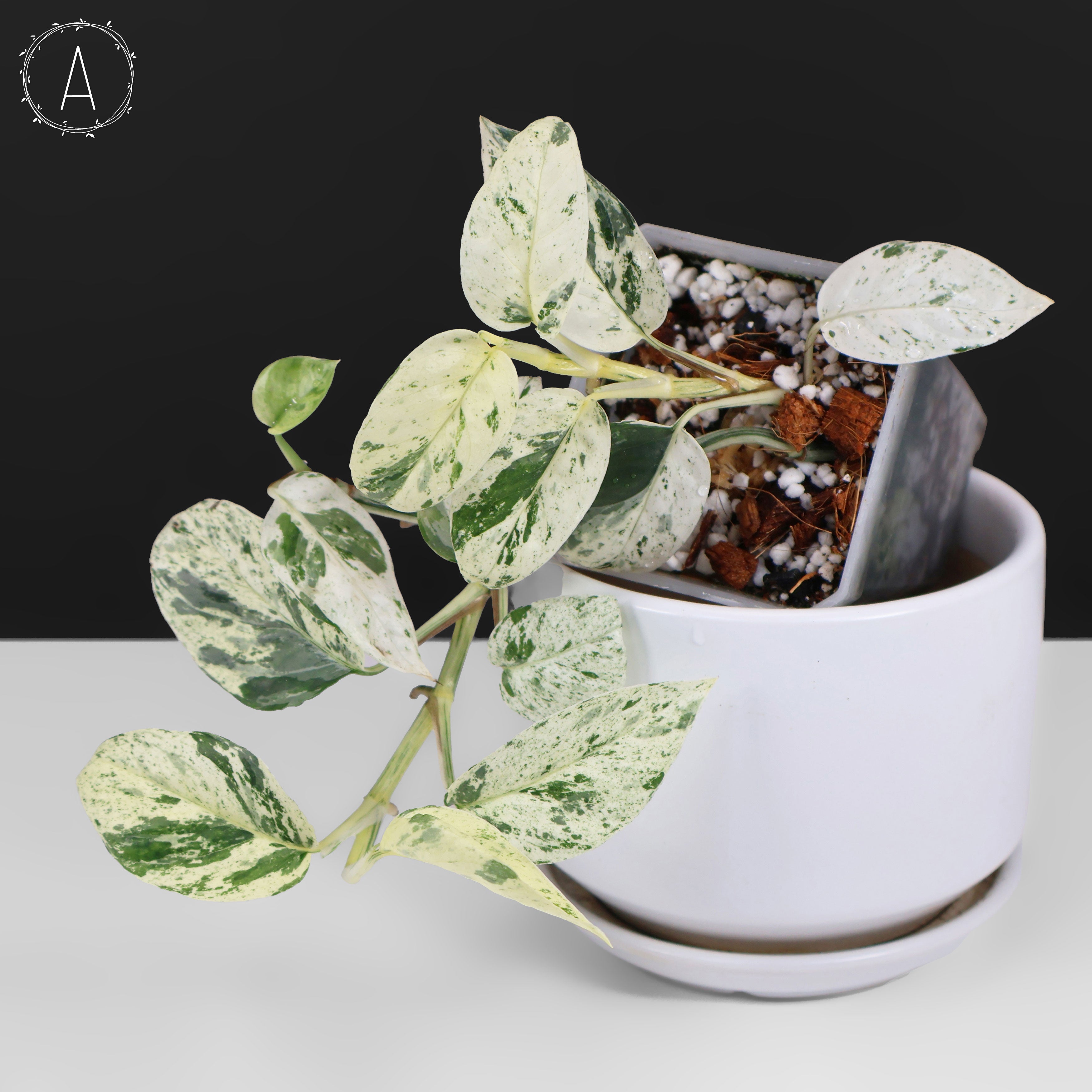 teruno fanfare pothos Epipremnum Aureum Teruno Fanfare