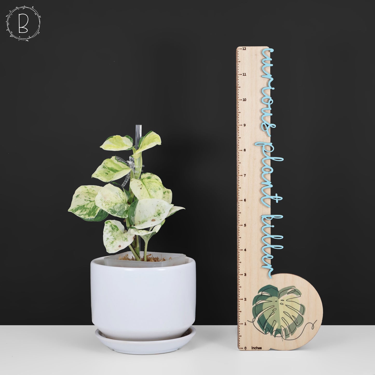 Epipremnum Aureum Japonés Global