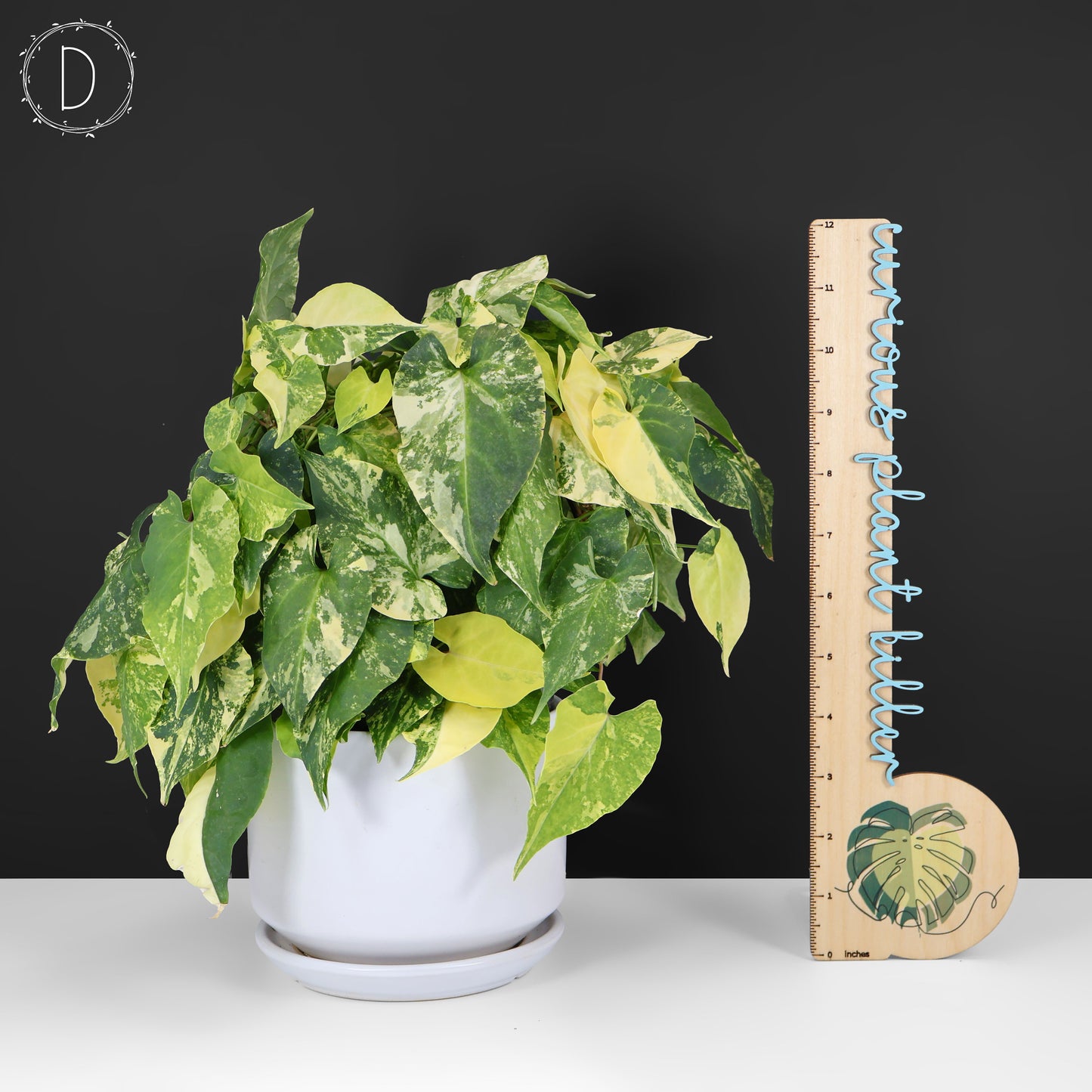 Fallopia Multiflora Aurea