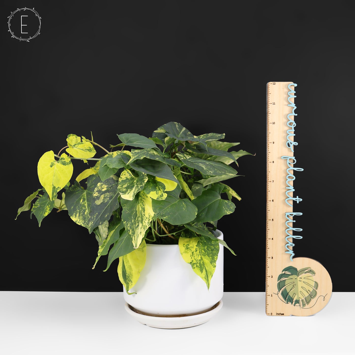 Fallopia Multiflora Aurea