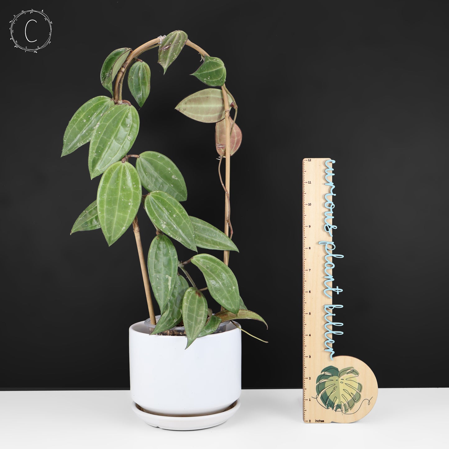 Hoya Latifolia Polystachya