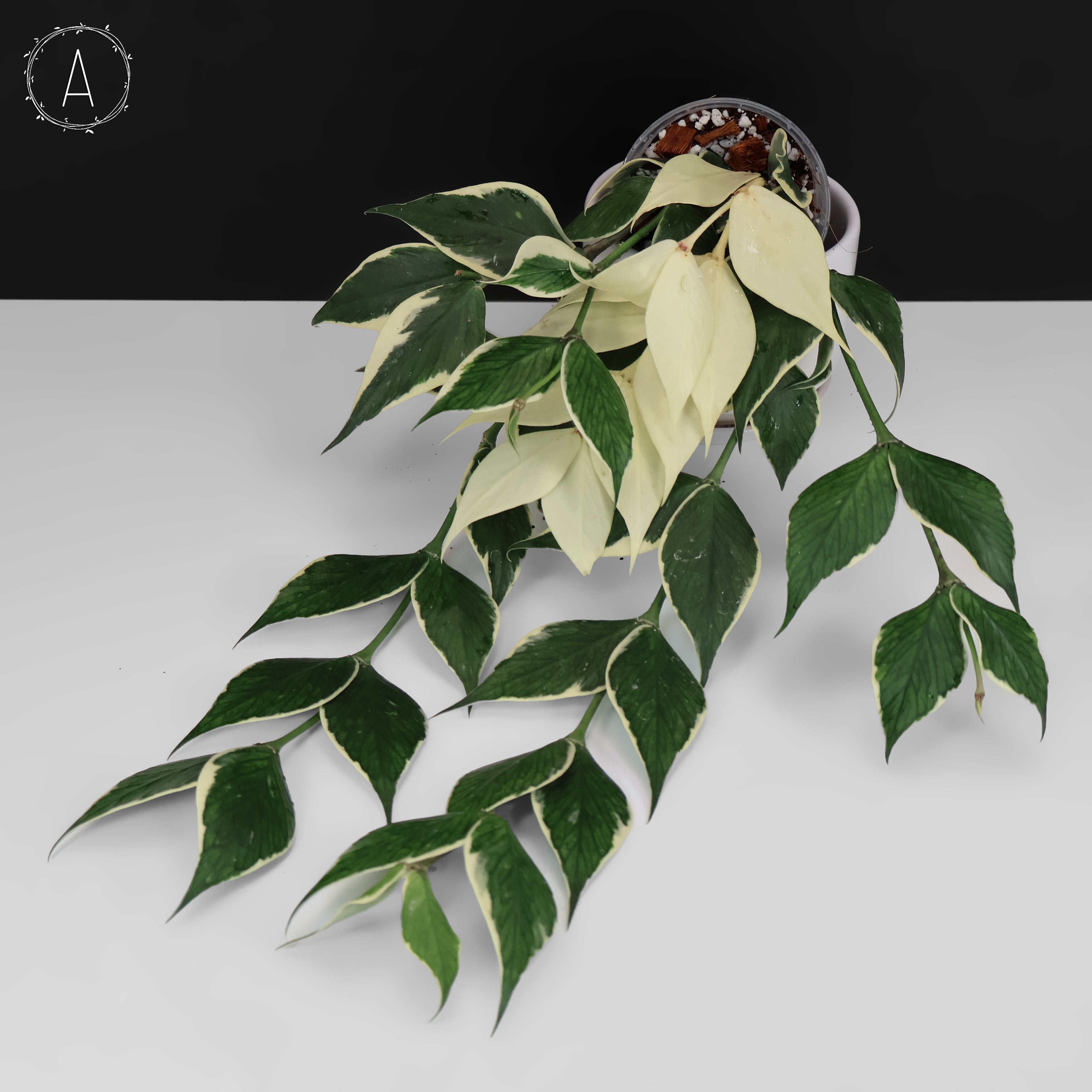 Hoya Polyneura Albomarginata – Curious Plant Killer