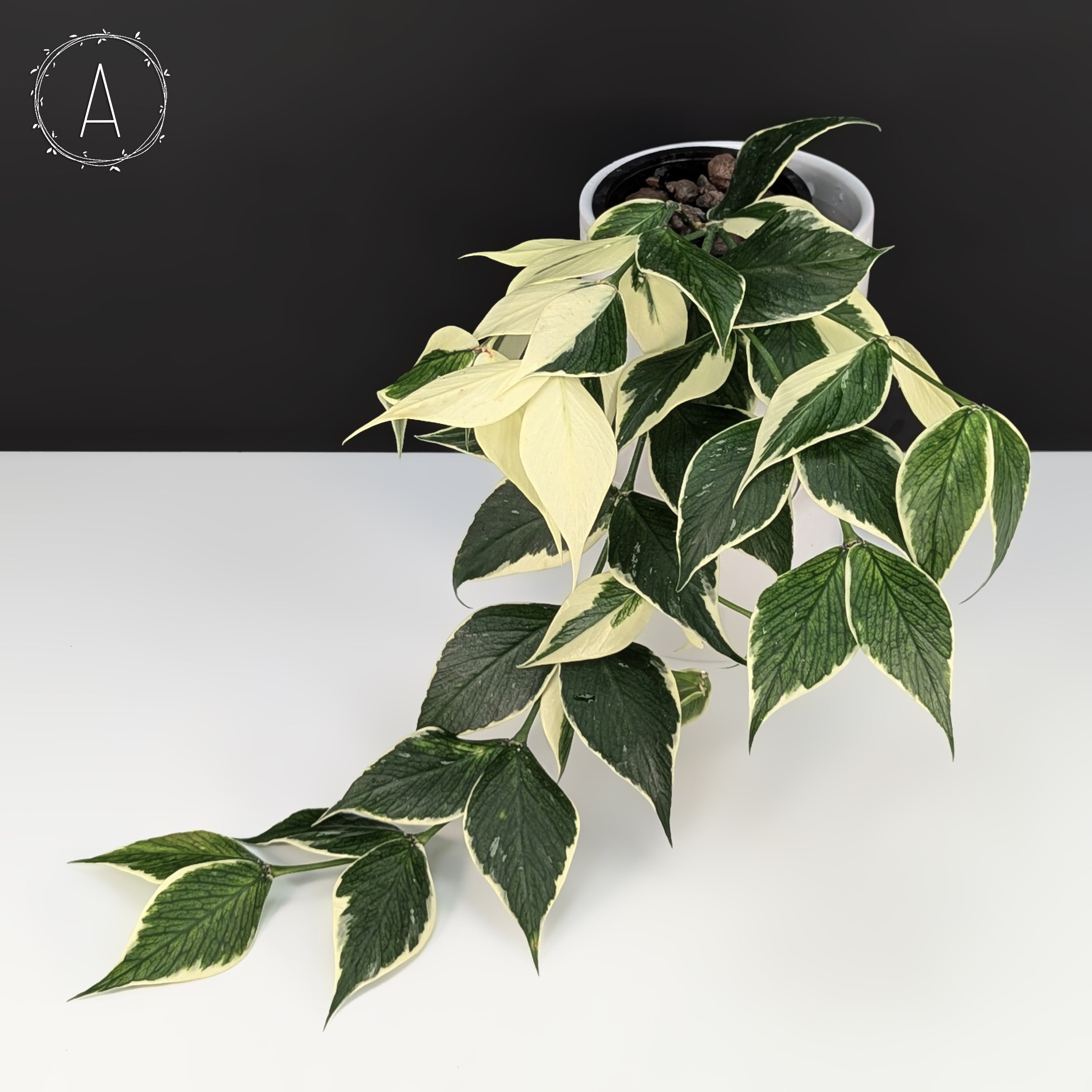 怪奇植物斑入り人魚ホヤHoya polyneura albomarginata②