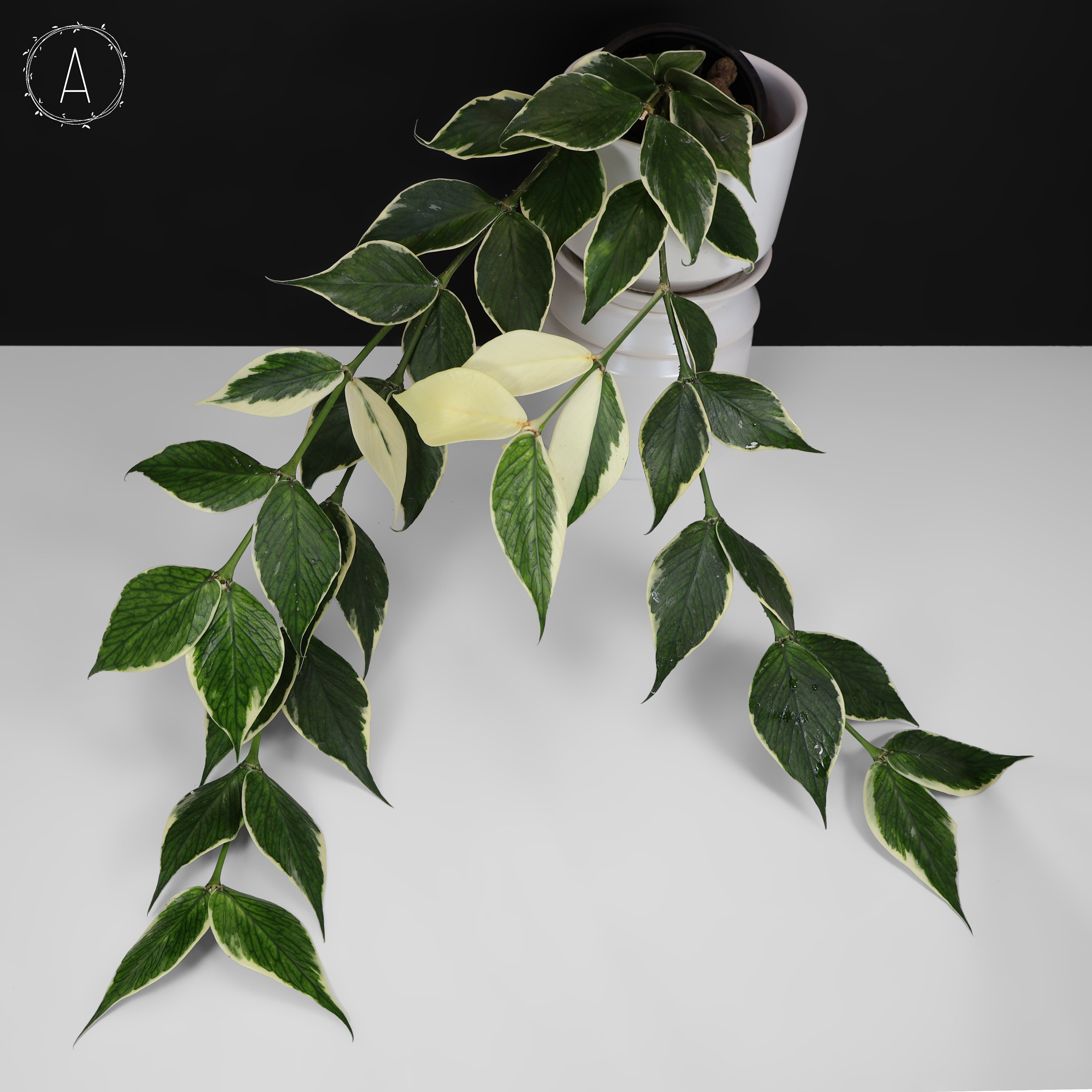 Hoya polyneura albomarginata レア　ネコポス Hoya Polyneura Albomarginata – Curious Plant Killer