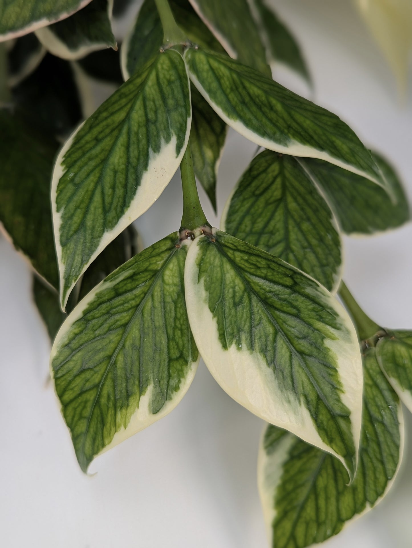 Hoya Polyneura Mutation