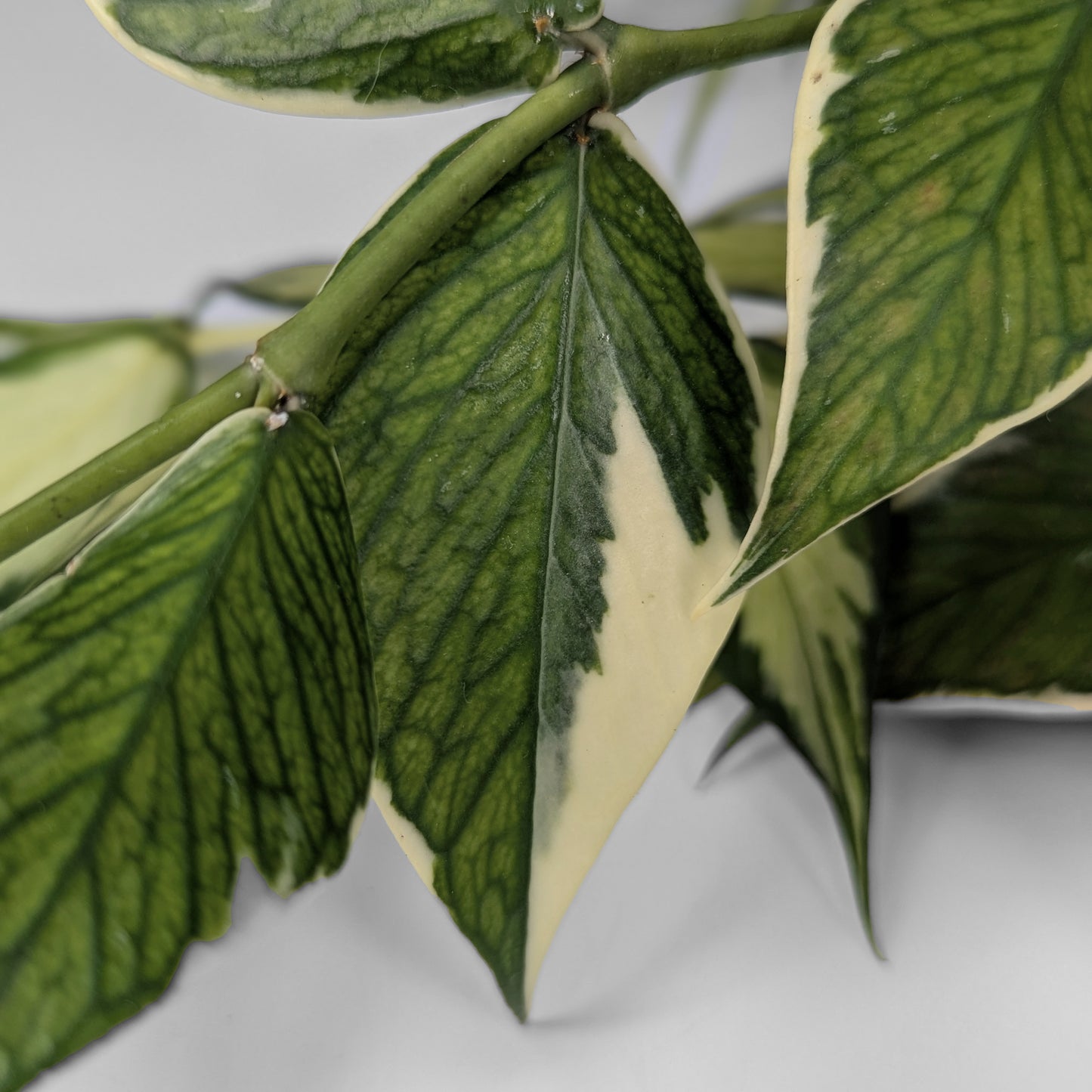 Hoya Polyneura Mutation