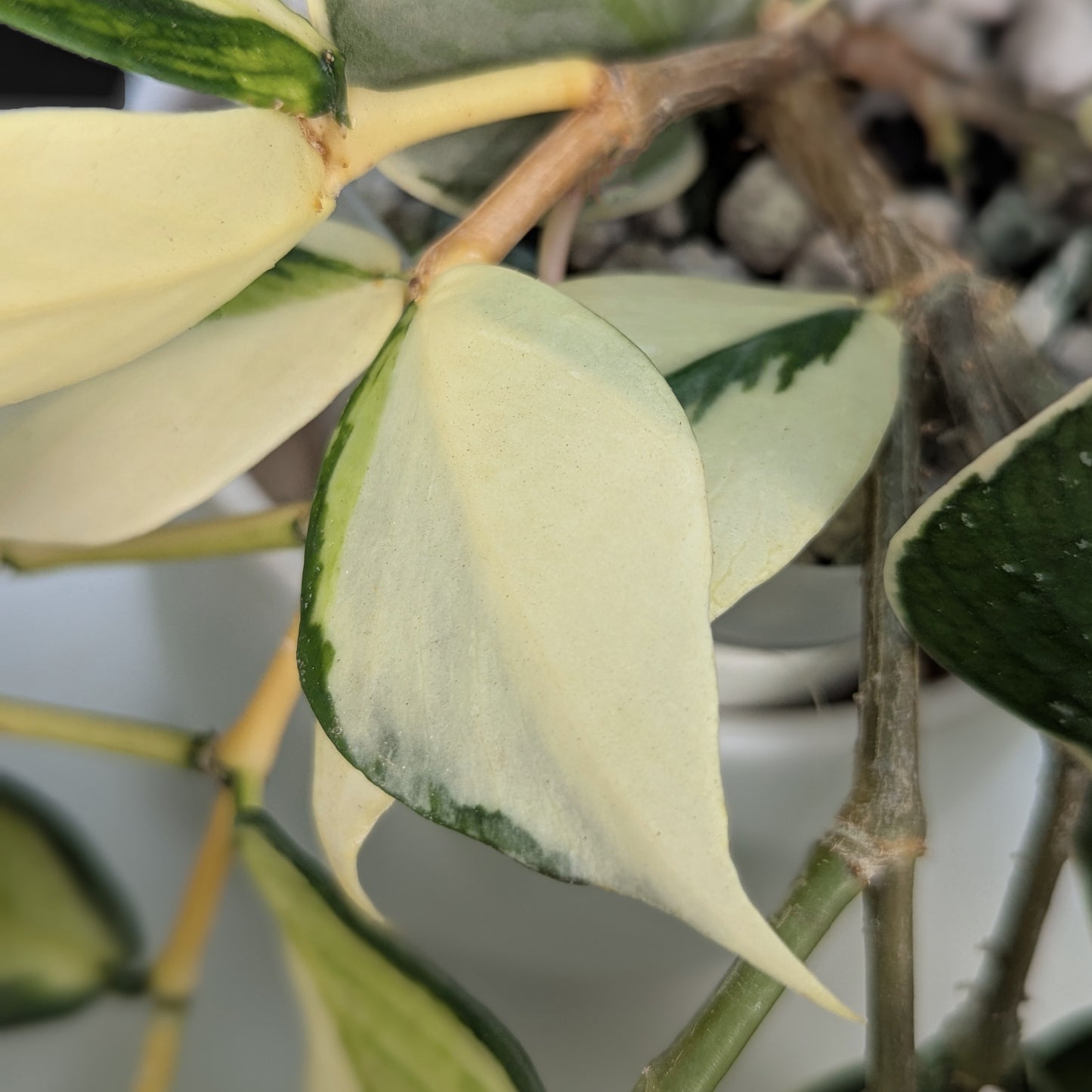 Hoya Polyneura Mutation