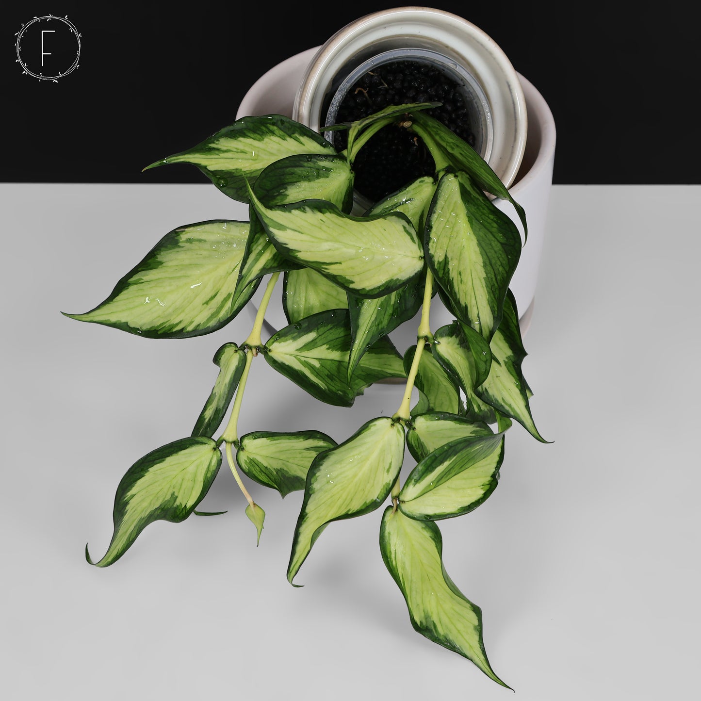 Hoya Polyneura Inner Variegated