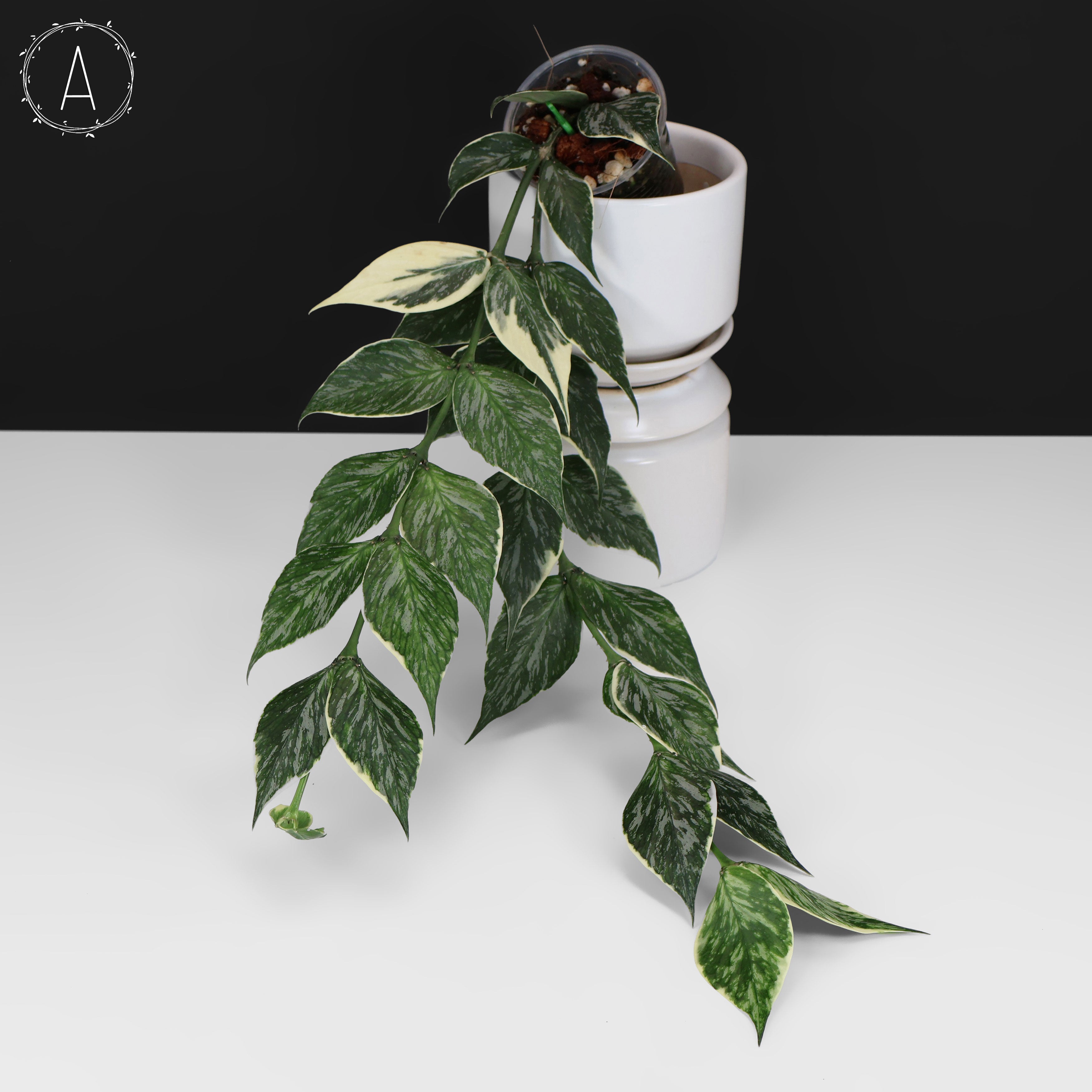 Hoya Polyneura Jasminka – Curious Plant Killer