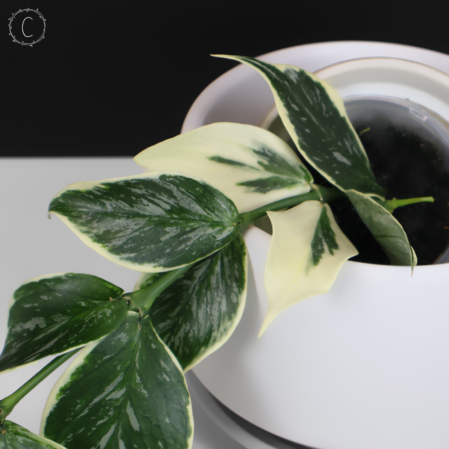 Hoya Polyneura Jasminka