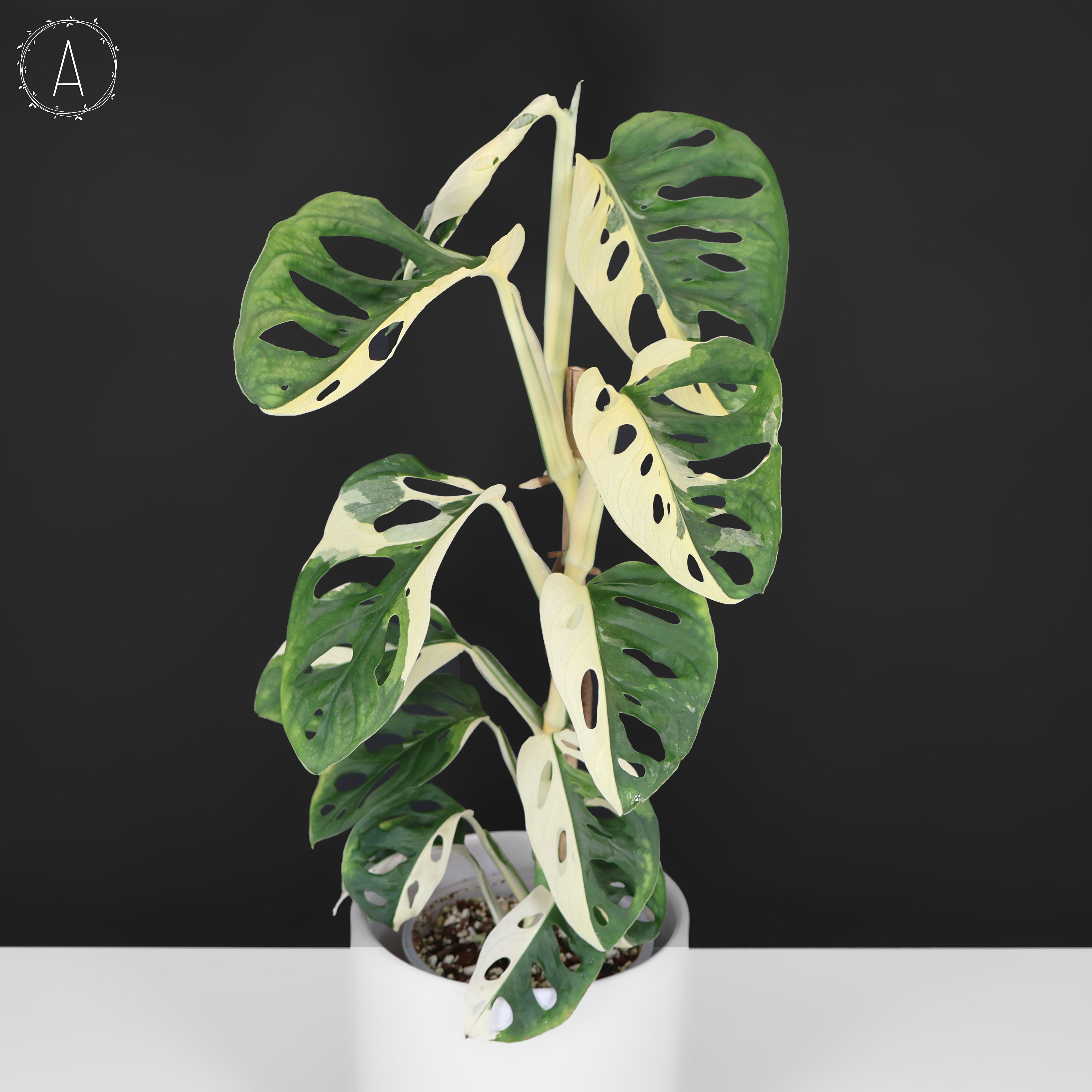 Monstera Adansonii Variegated – Curious Plant Killer