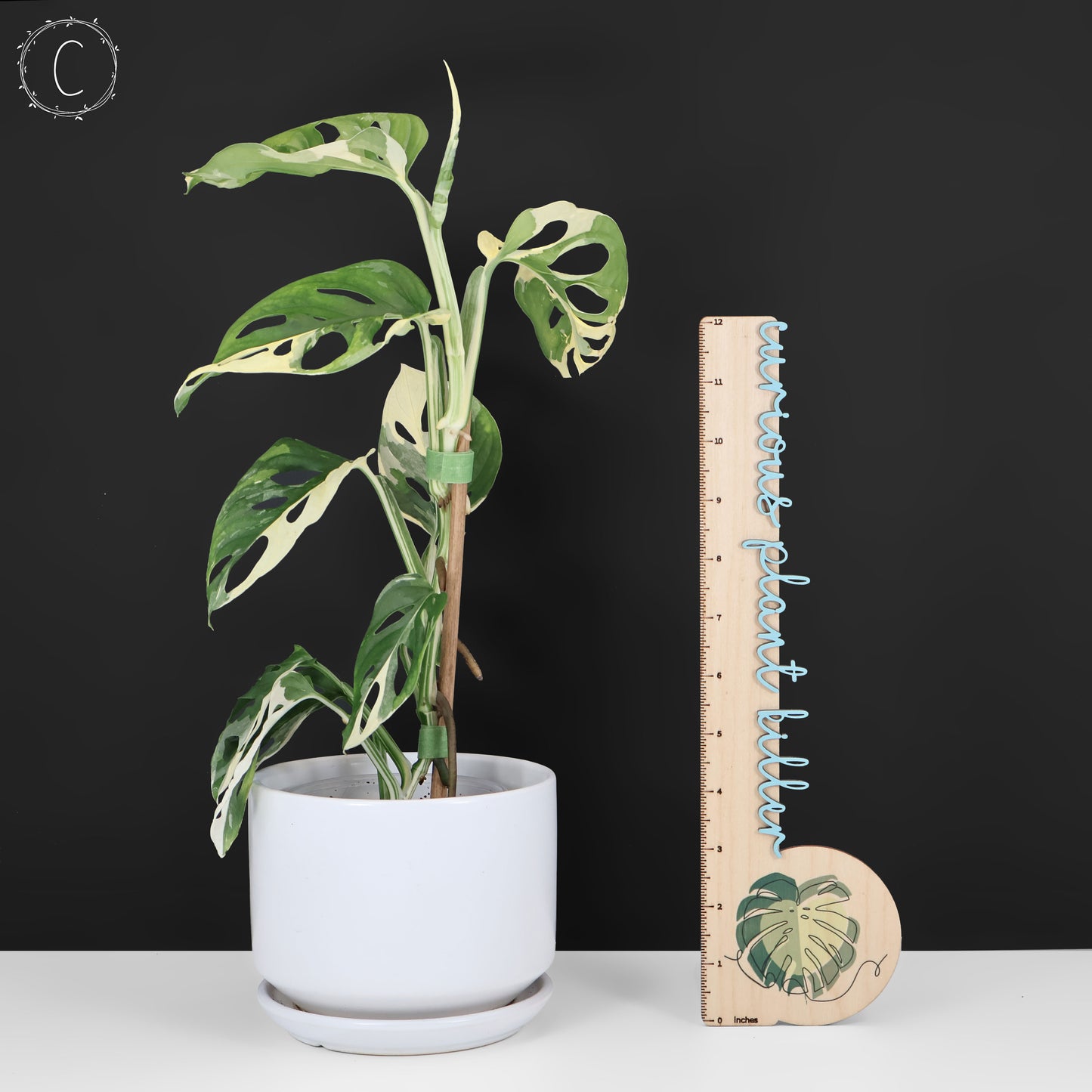 Monstera Adansonii Variegated