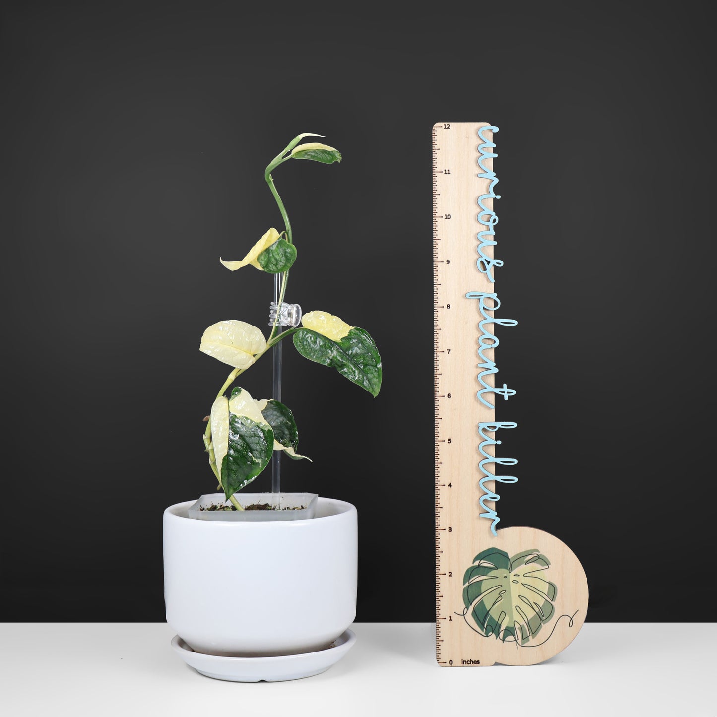 Monstera Siltepecana Albo