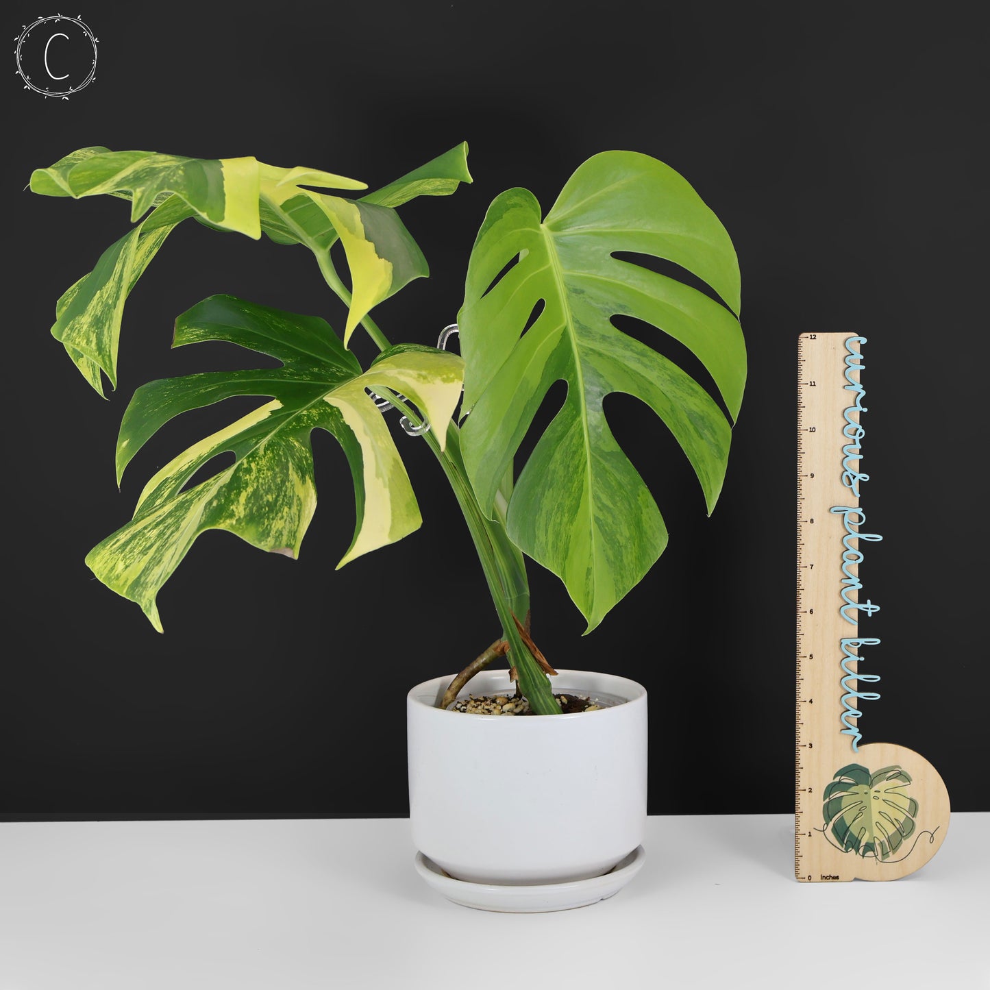 Monstera Aurea (Marmorata)