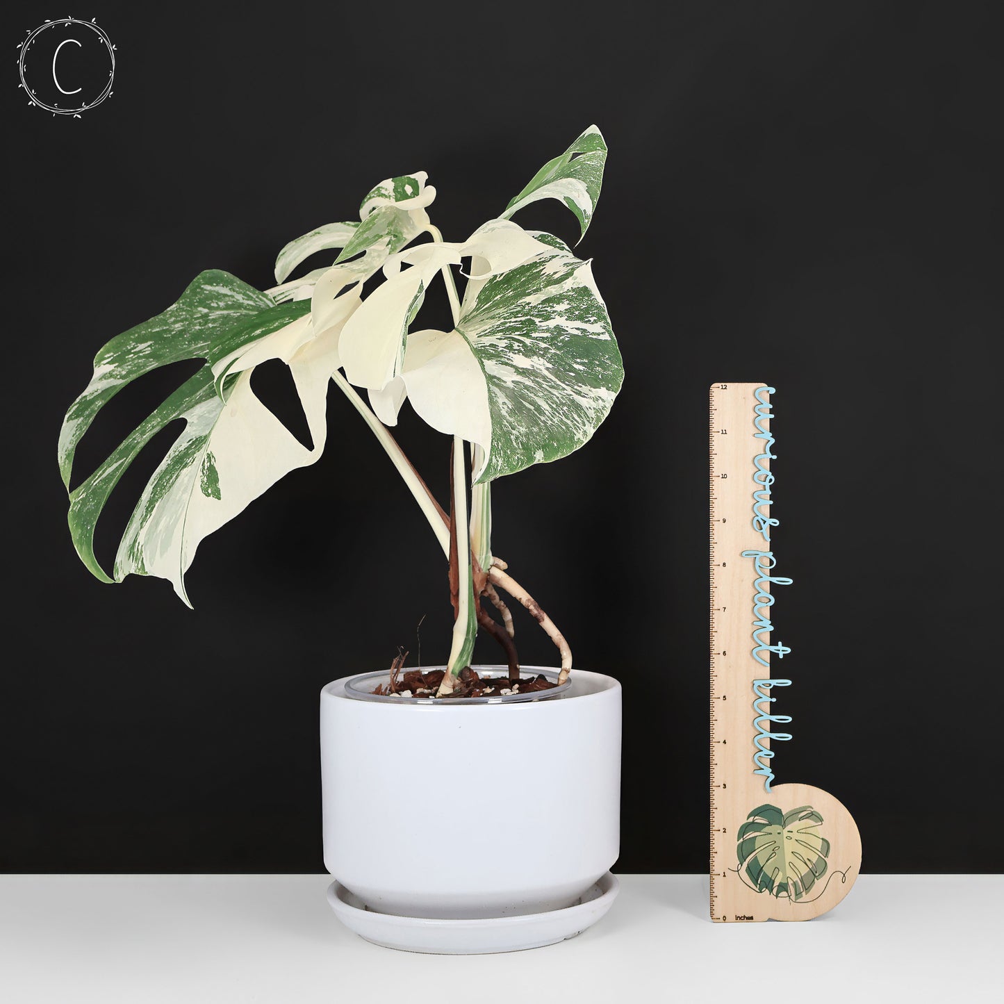Monstera Albo Borsigiana